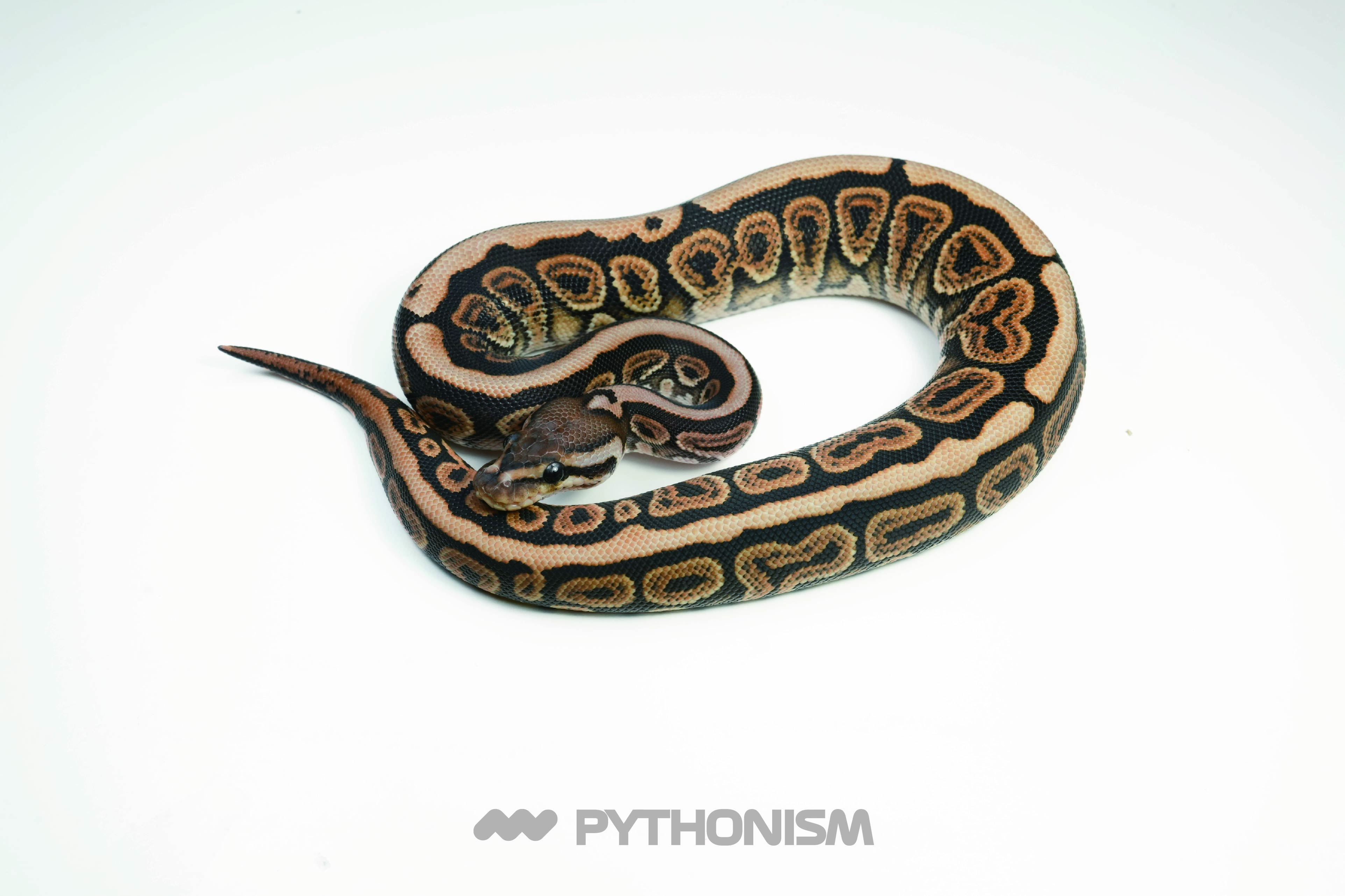 2025 Black pastel Spotnose (Red Stripe) het Clown - 1