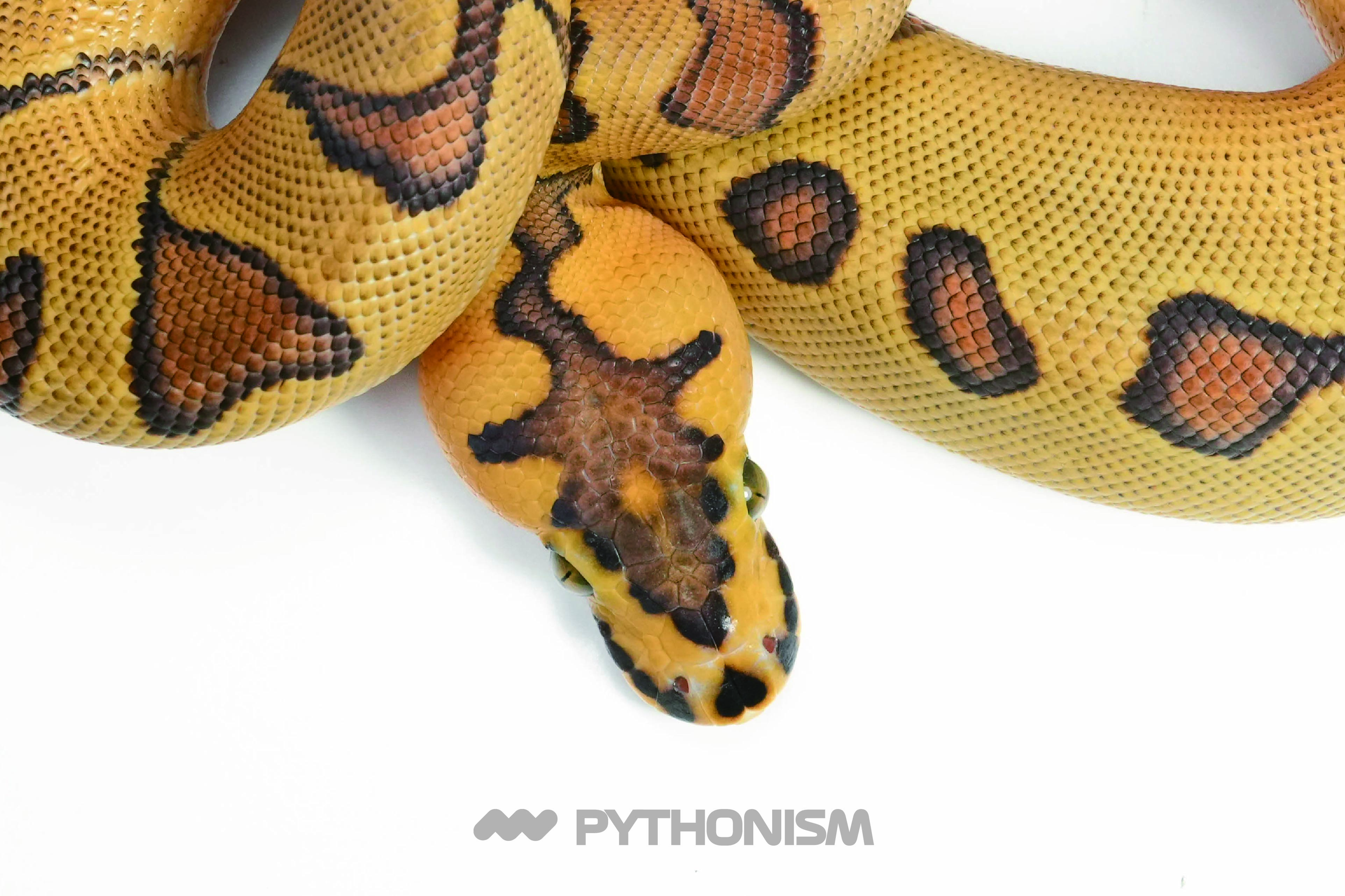 Super Enchi GHI Clown