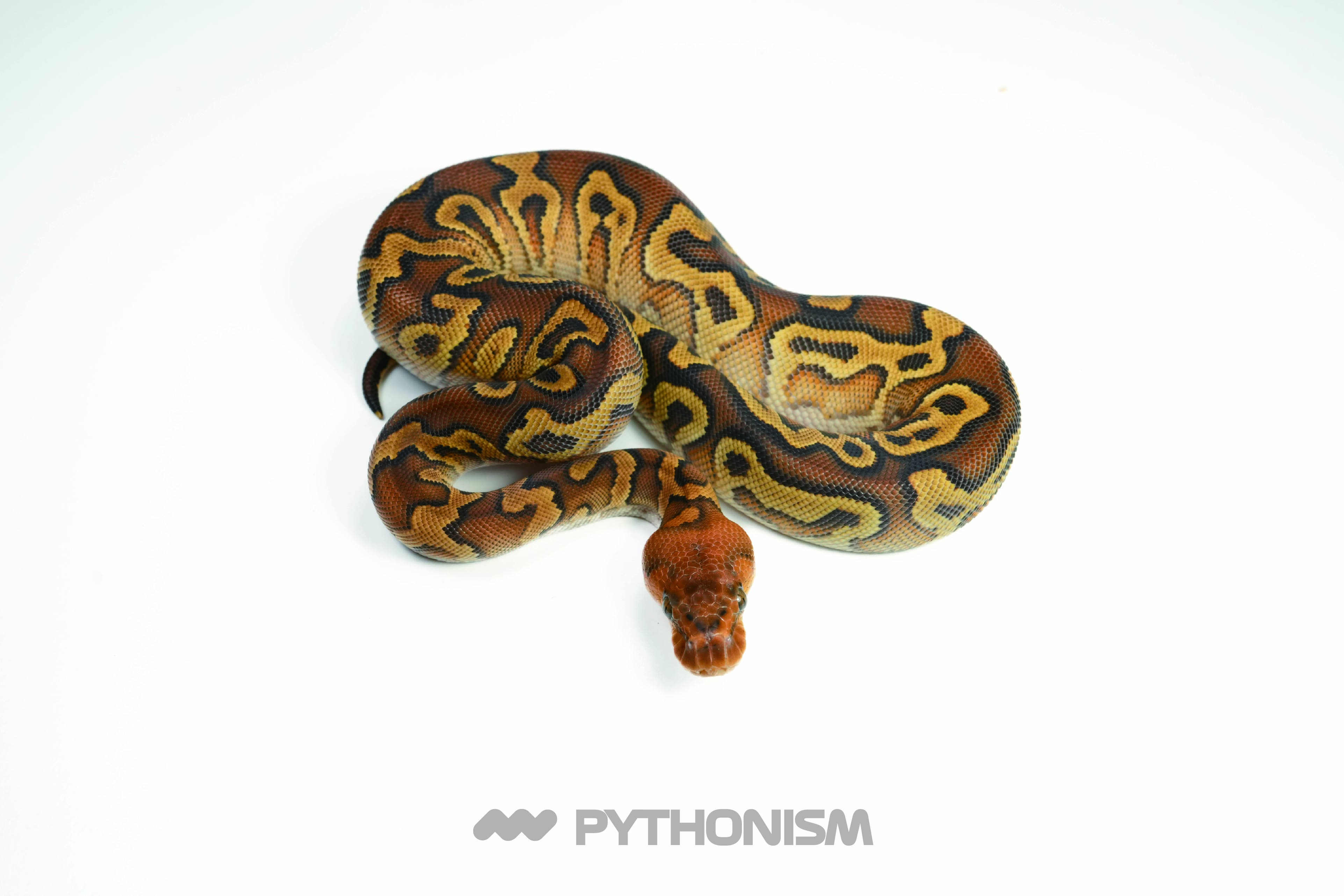 2025 Cypress YB Clown - 1