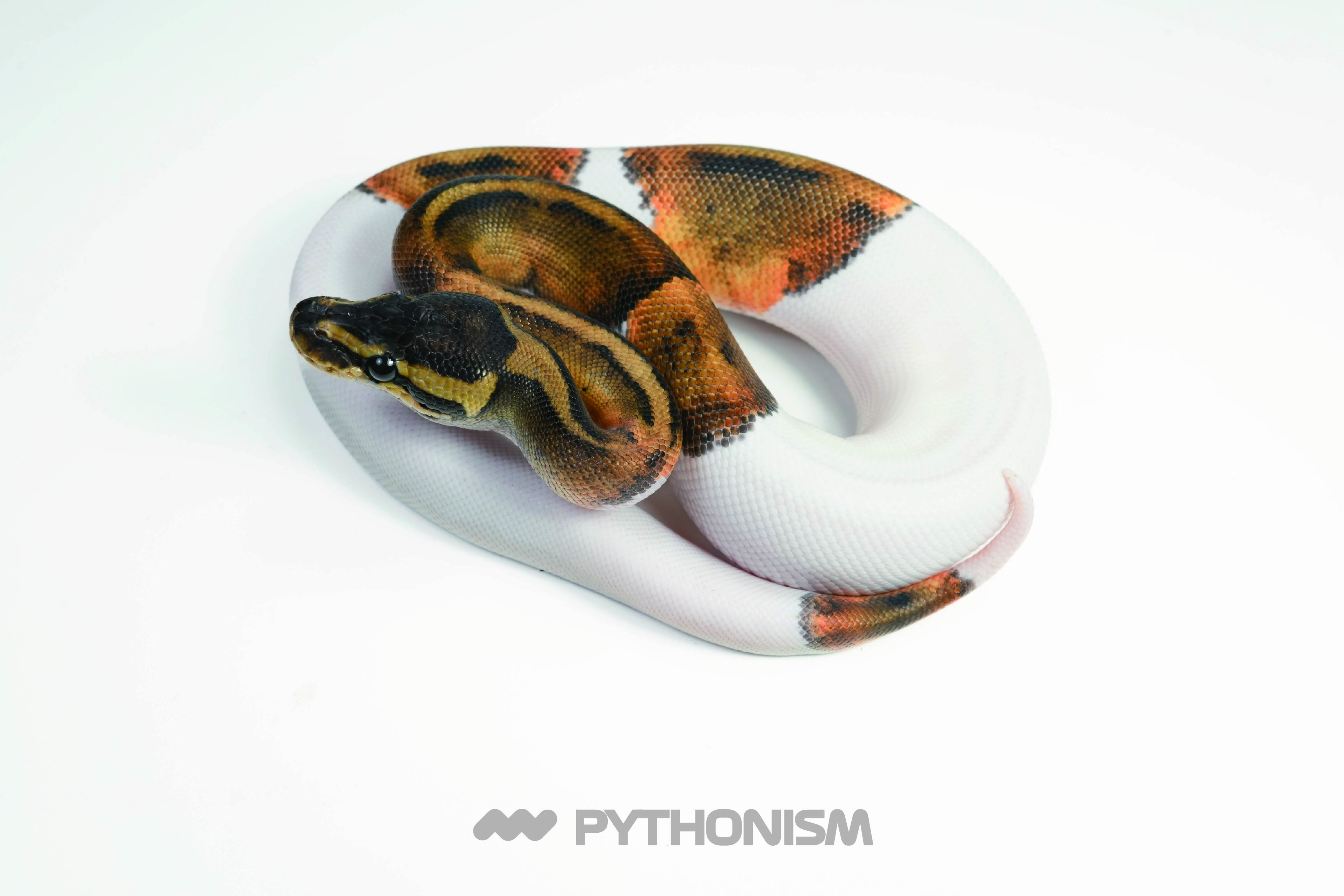 2025 Mahogany Pied  - 1