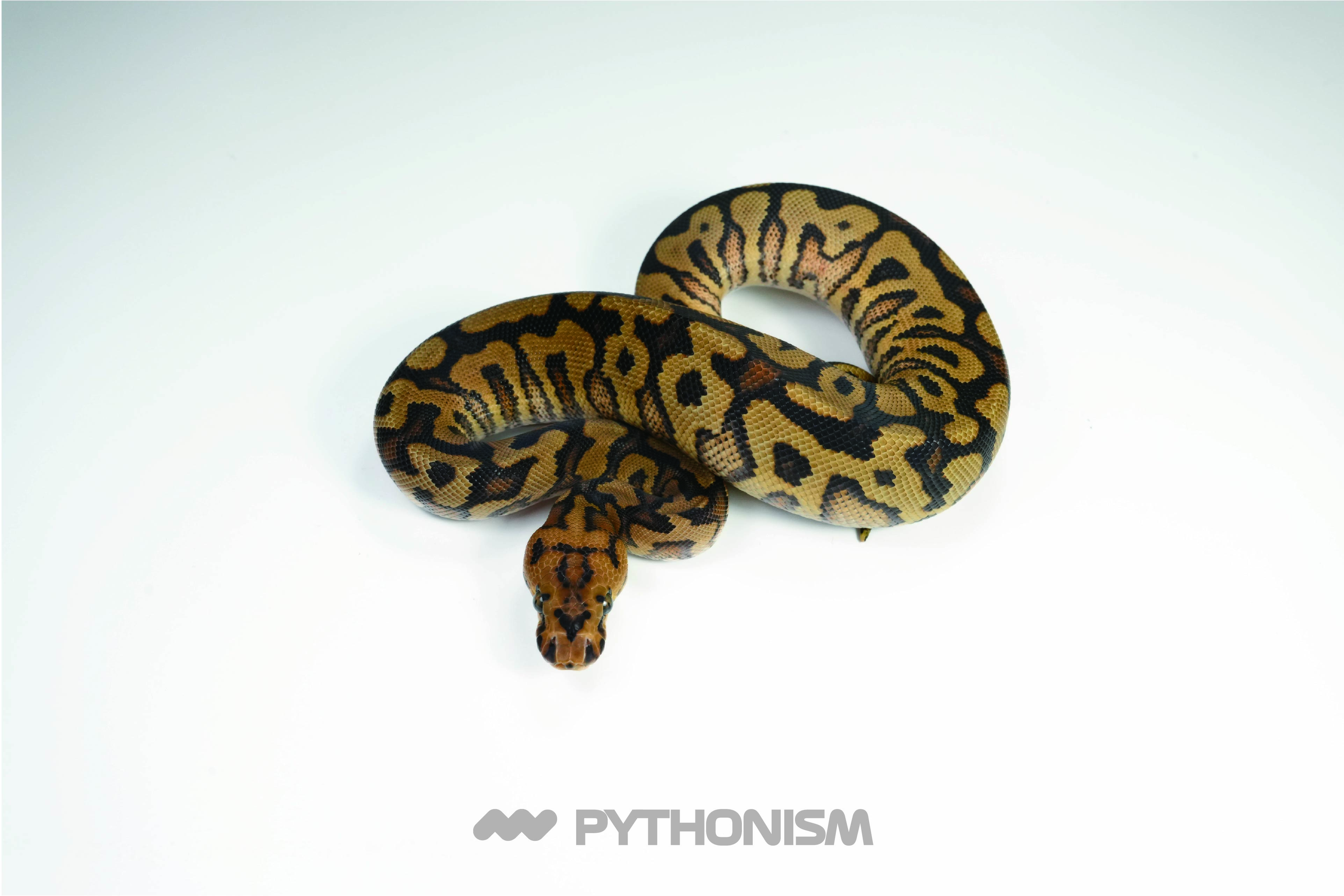 2025 Spotnose Red Stripe Clown - 1