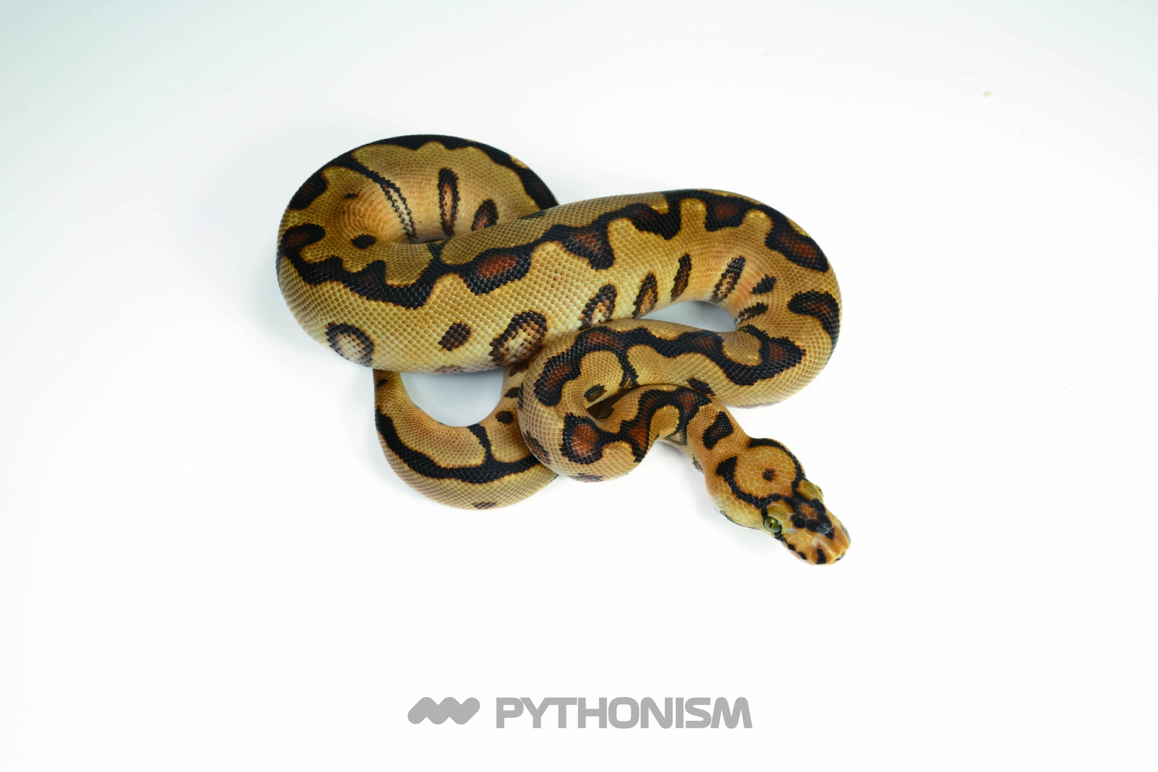 2025 Spotnose Enchi Clown female