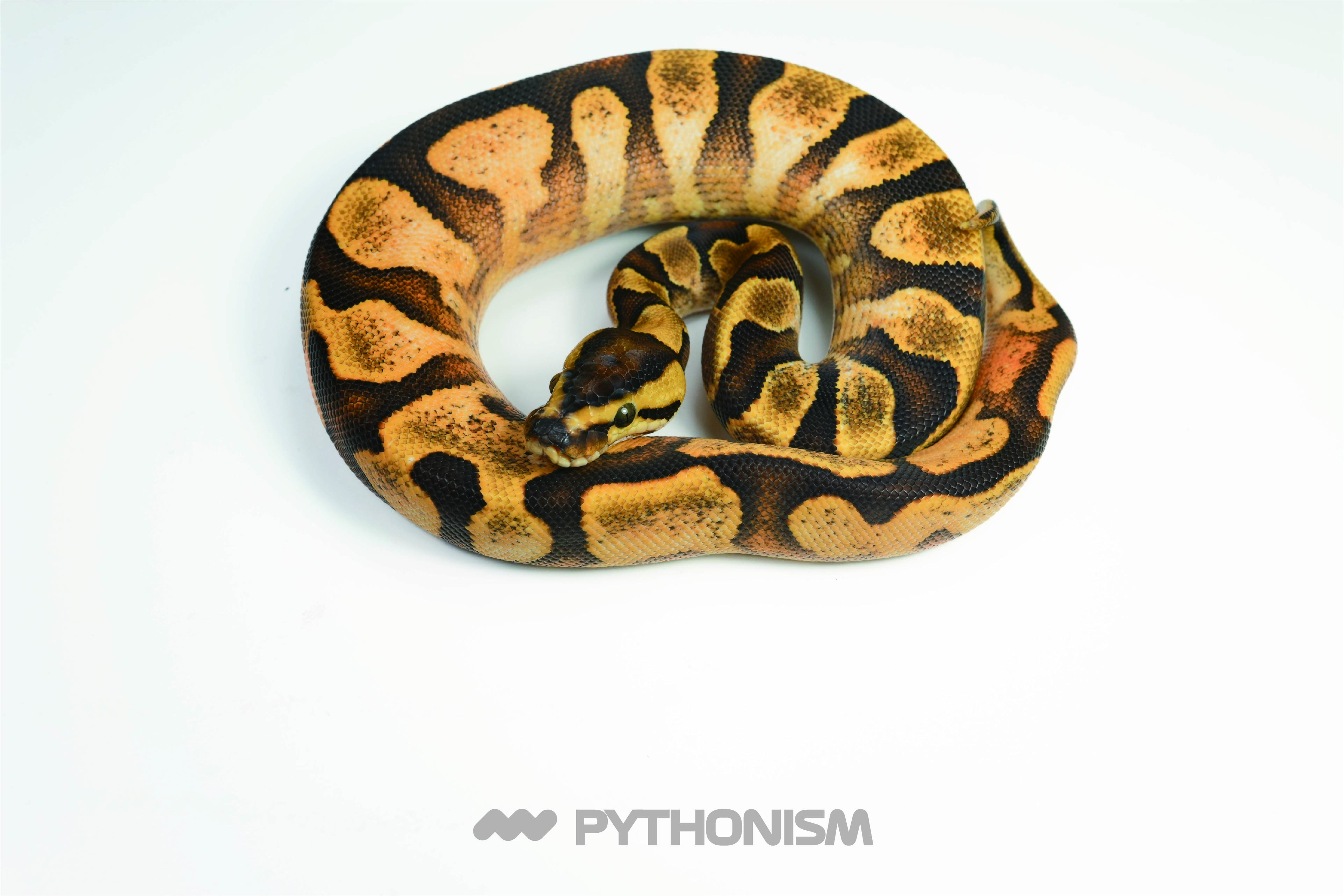 2025 Calico Enchi YB het Clown female - 1