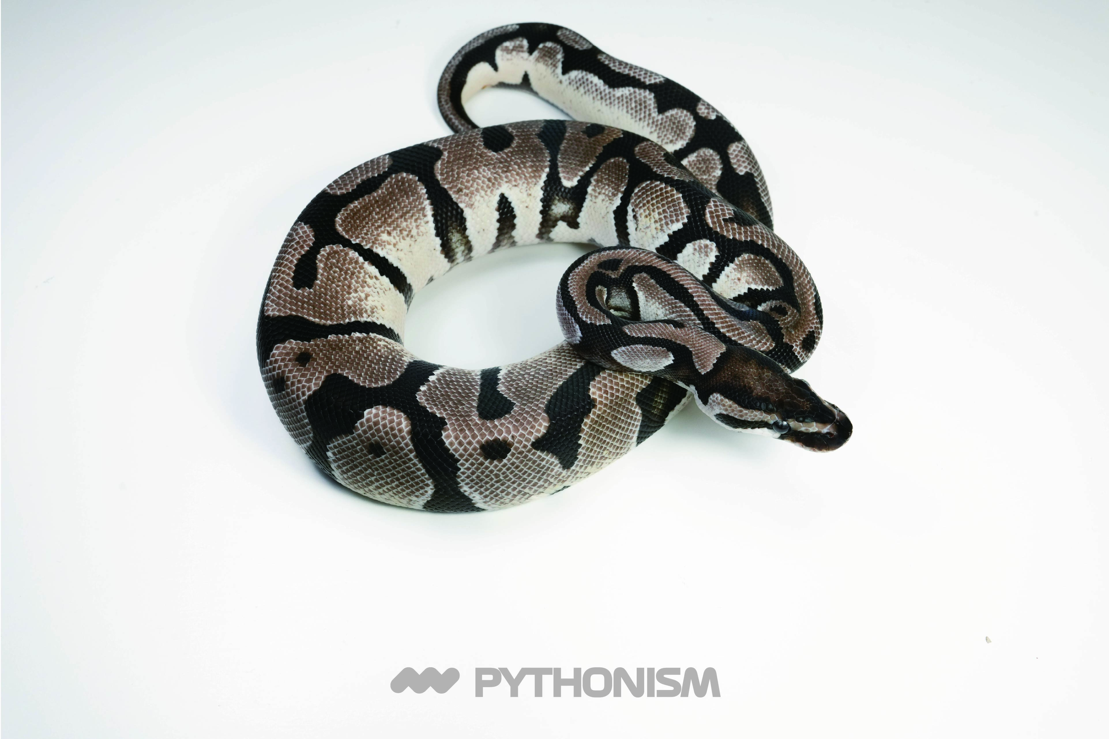 2025 OD VPI Axanthic het Pied female - 1