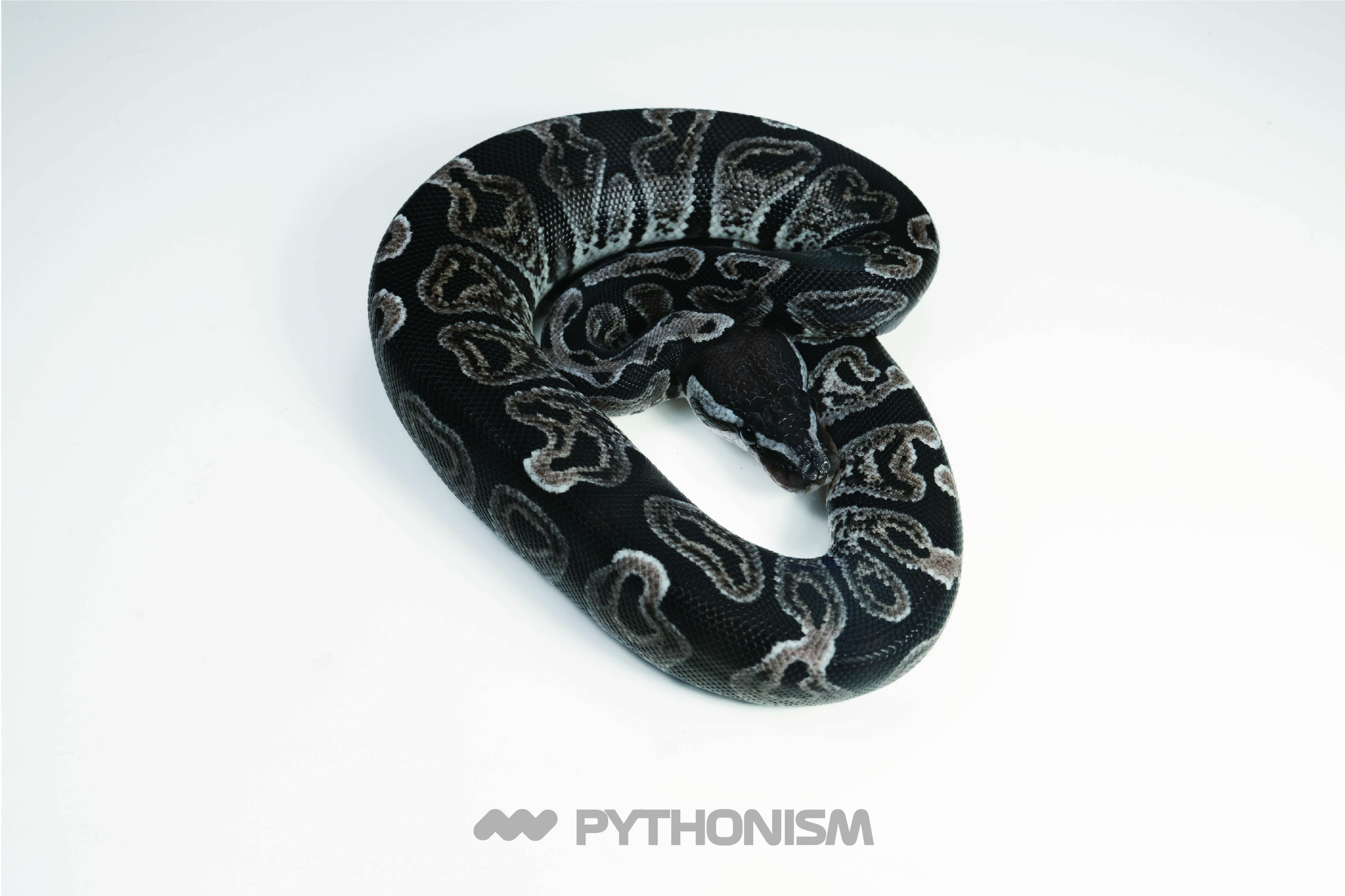 2025 Black Axanthic GHI female - 1