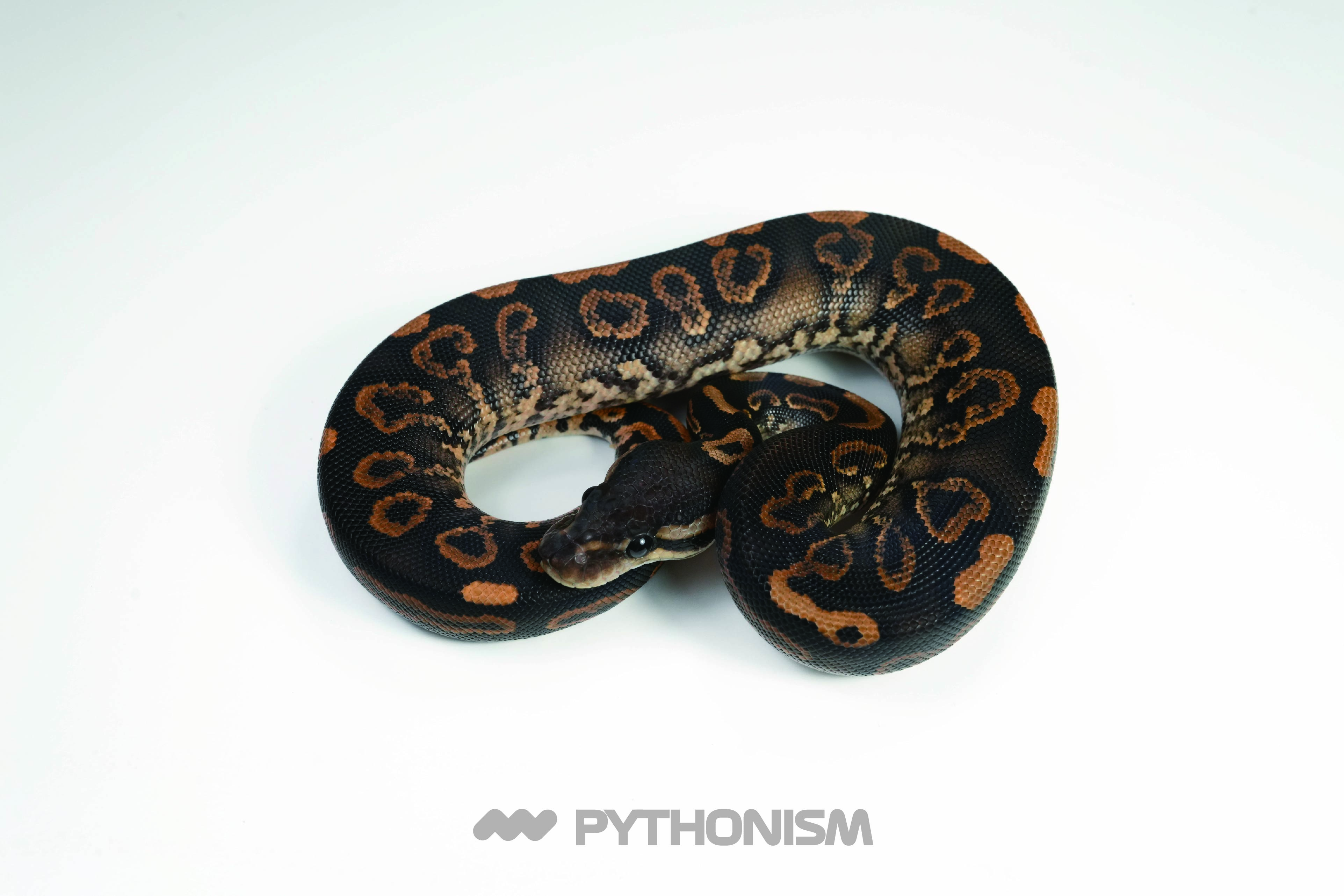 2025 Black pastel YB Nightra het Clown