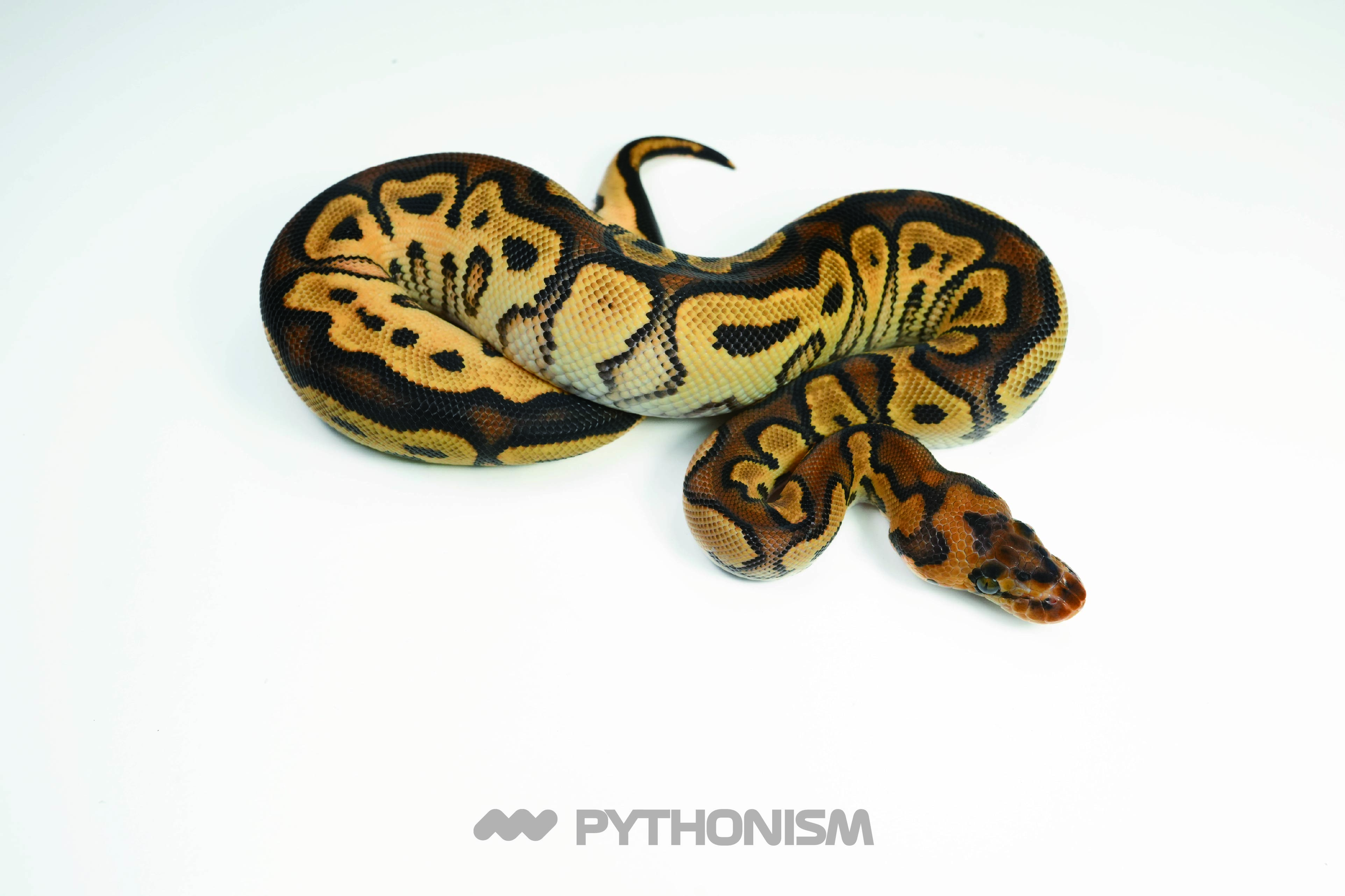 2025 ODYB Clown 66% het Pied  - 1