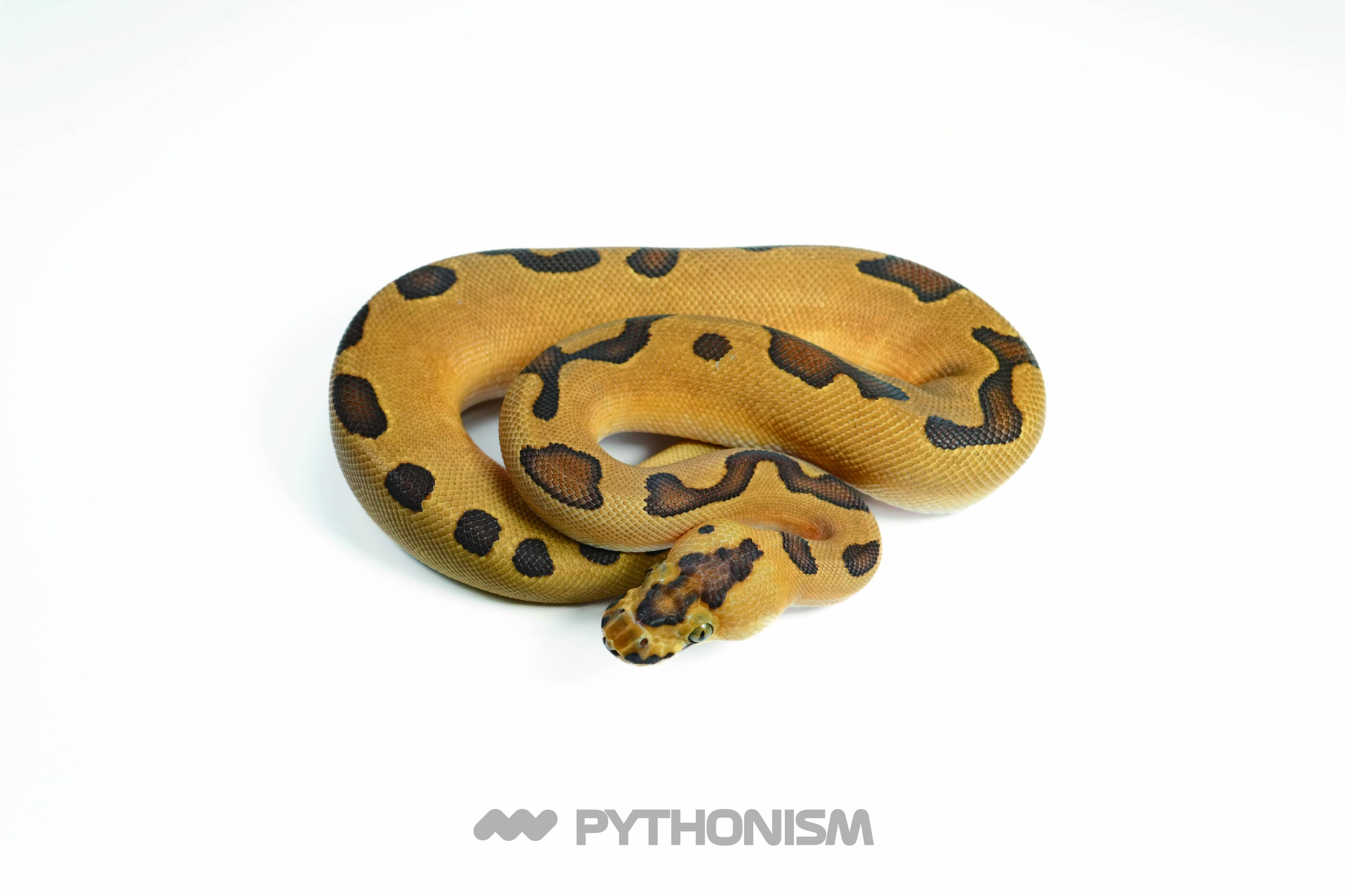 2025 Super Enchi (Lace) Clown