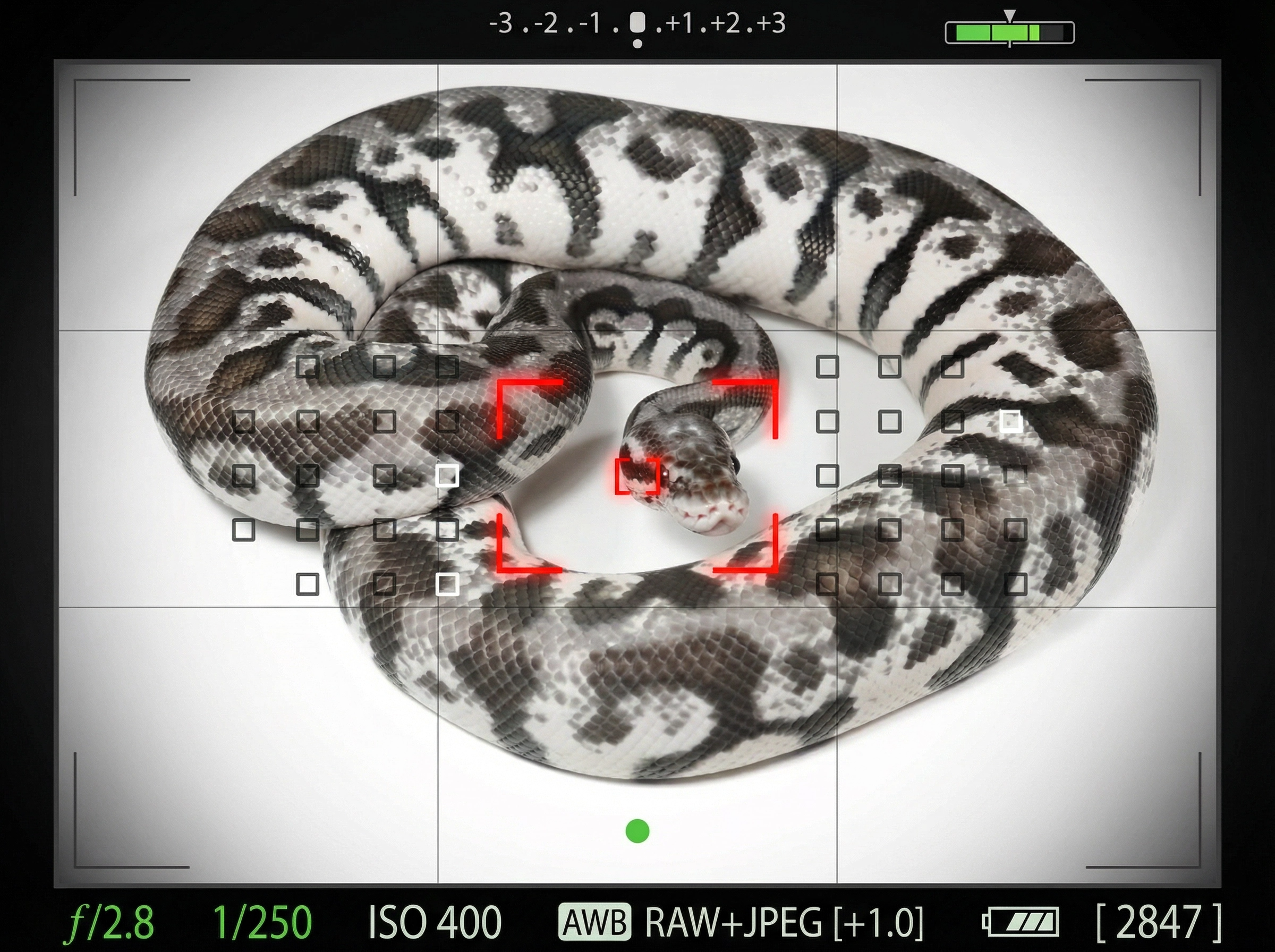 繁殖新手課:建立品牌辨識度
