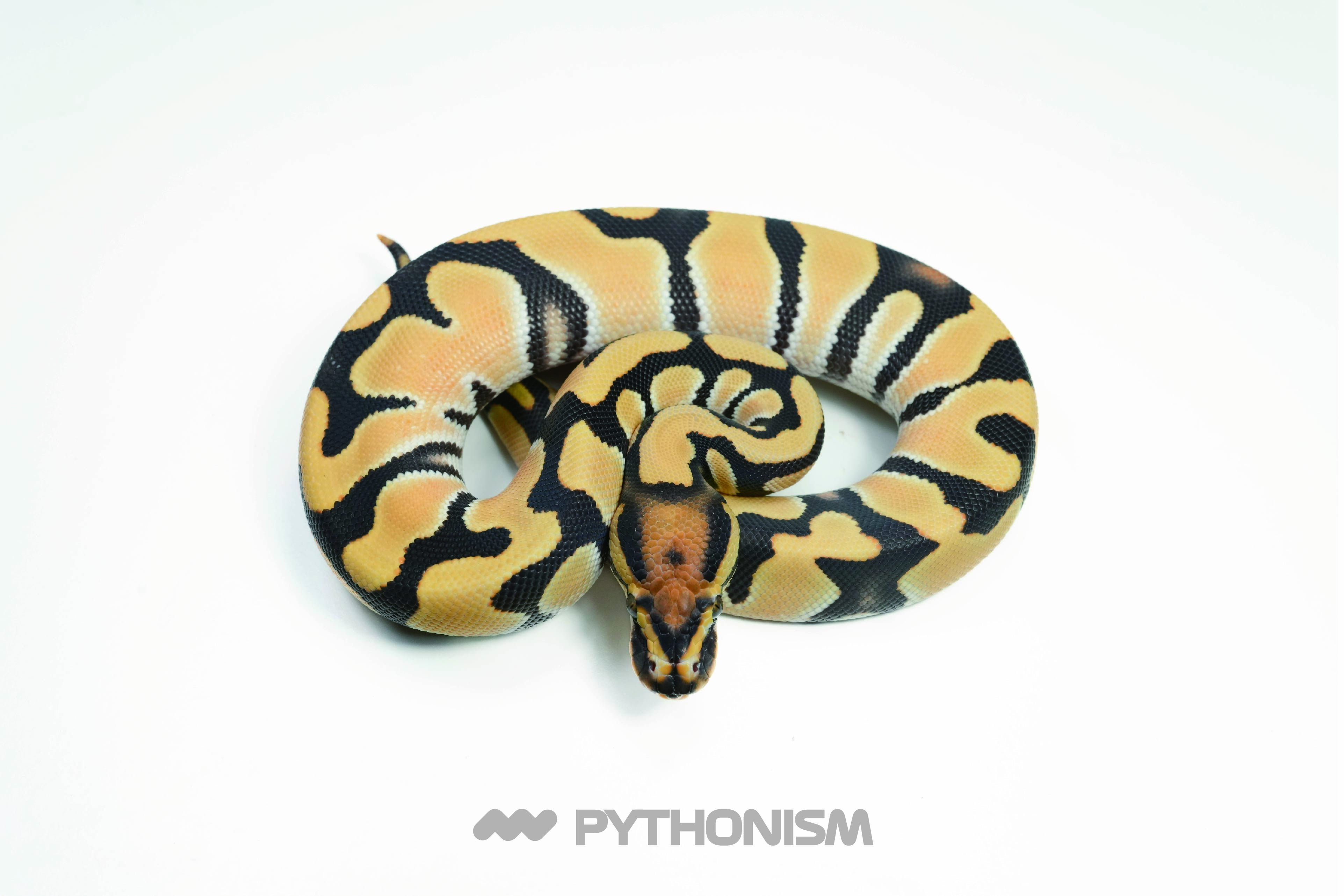 2025 Super OD DG het Clown - 1