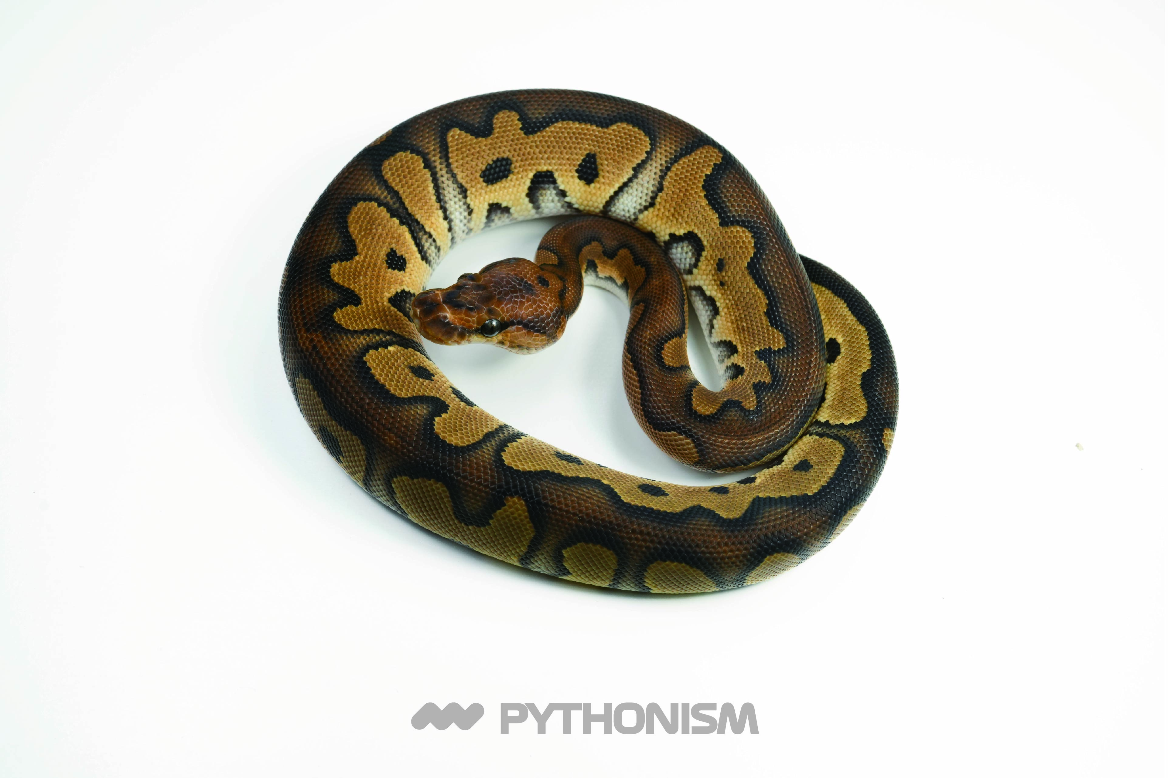 2025 Chocolate (Red Stripe) Clown 66% het DG - 1