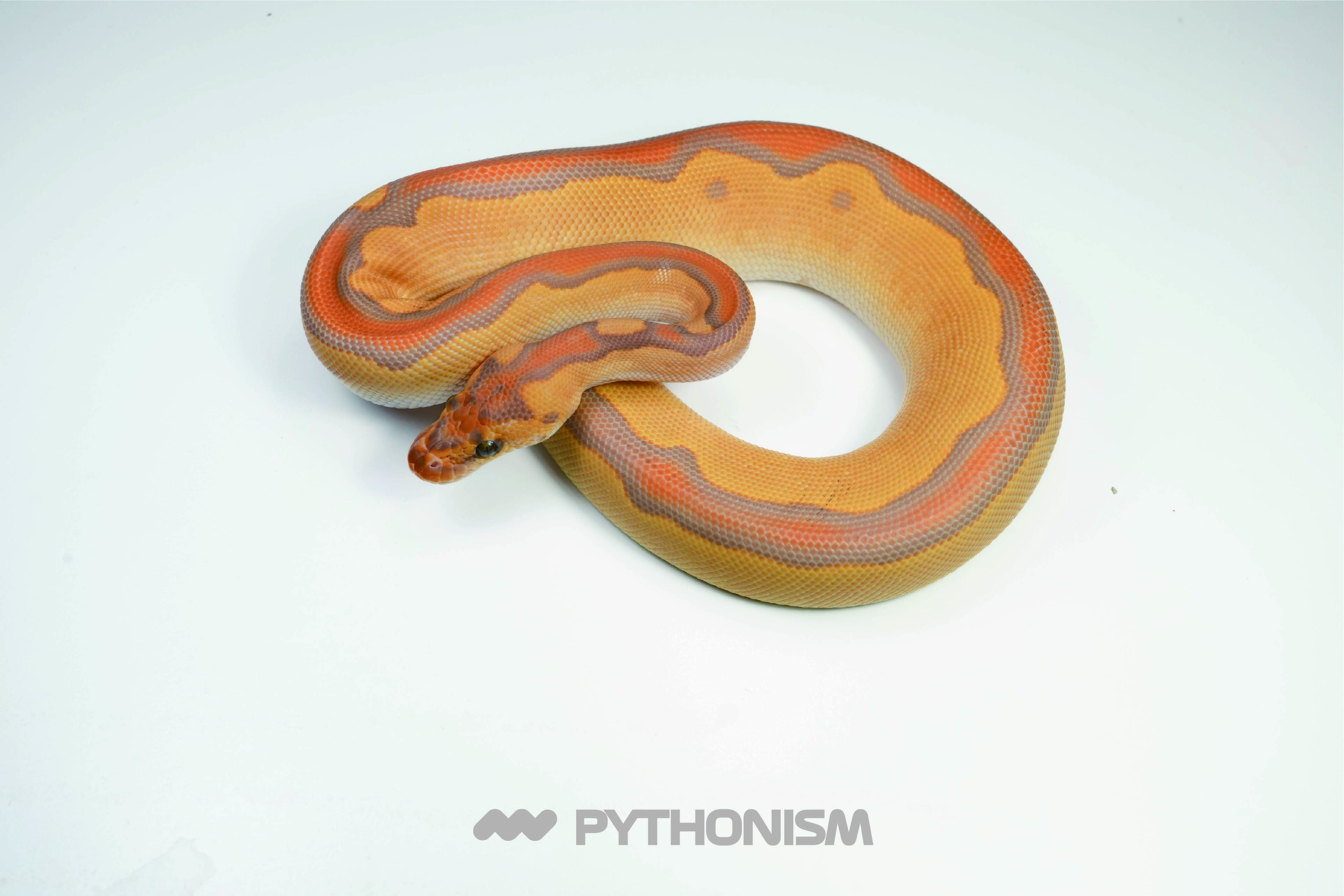 2025 Blackhead Enchi Ultramel Clown - 1