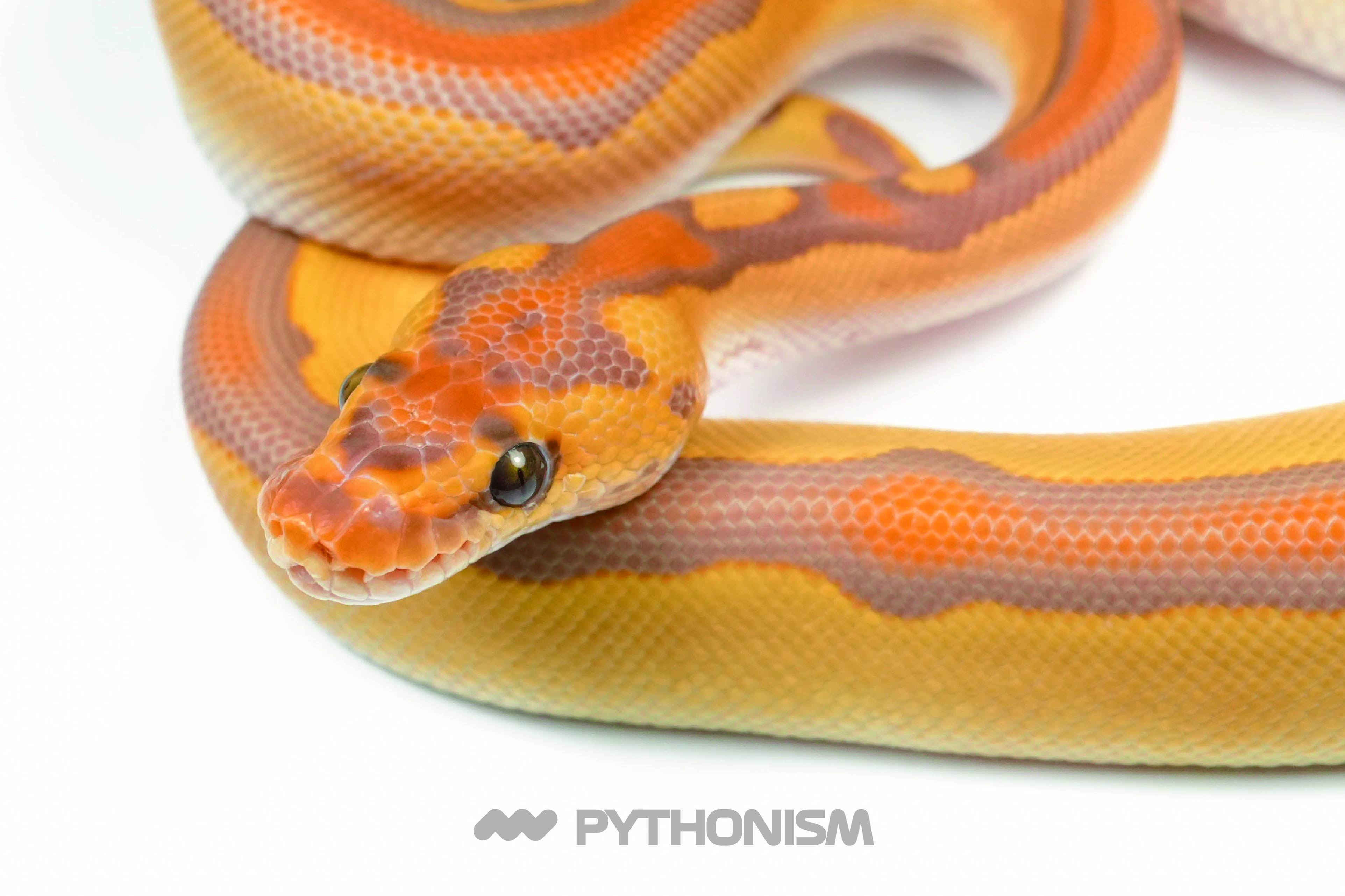 Blackhead Enchi Ultramel Clown