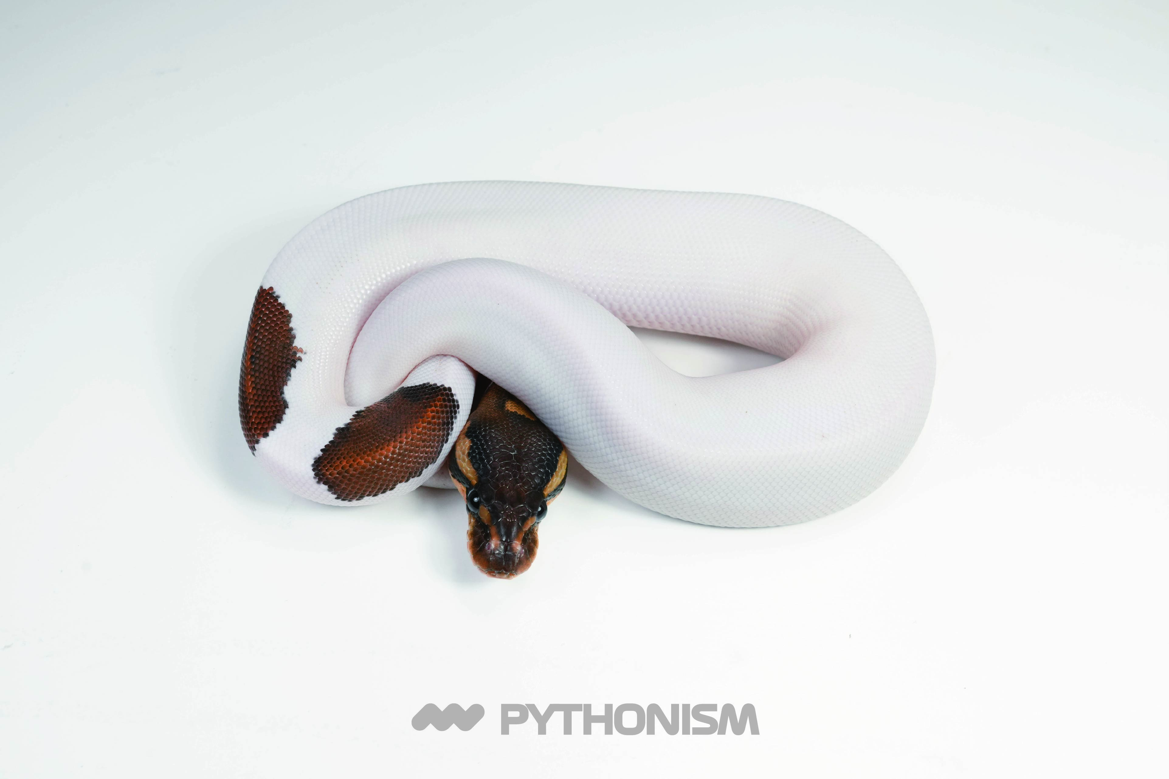 2025 Black Pastel Mahogany Pied 50% het Clown - 1