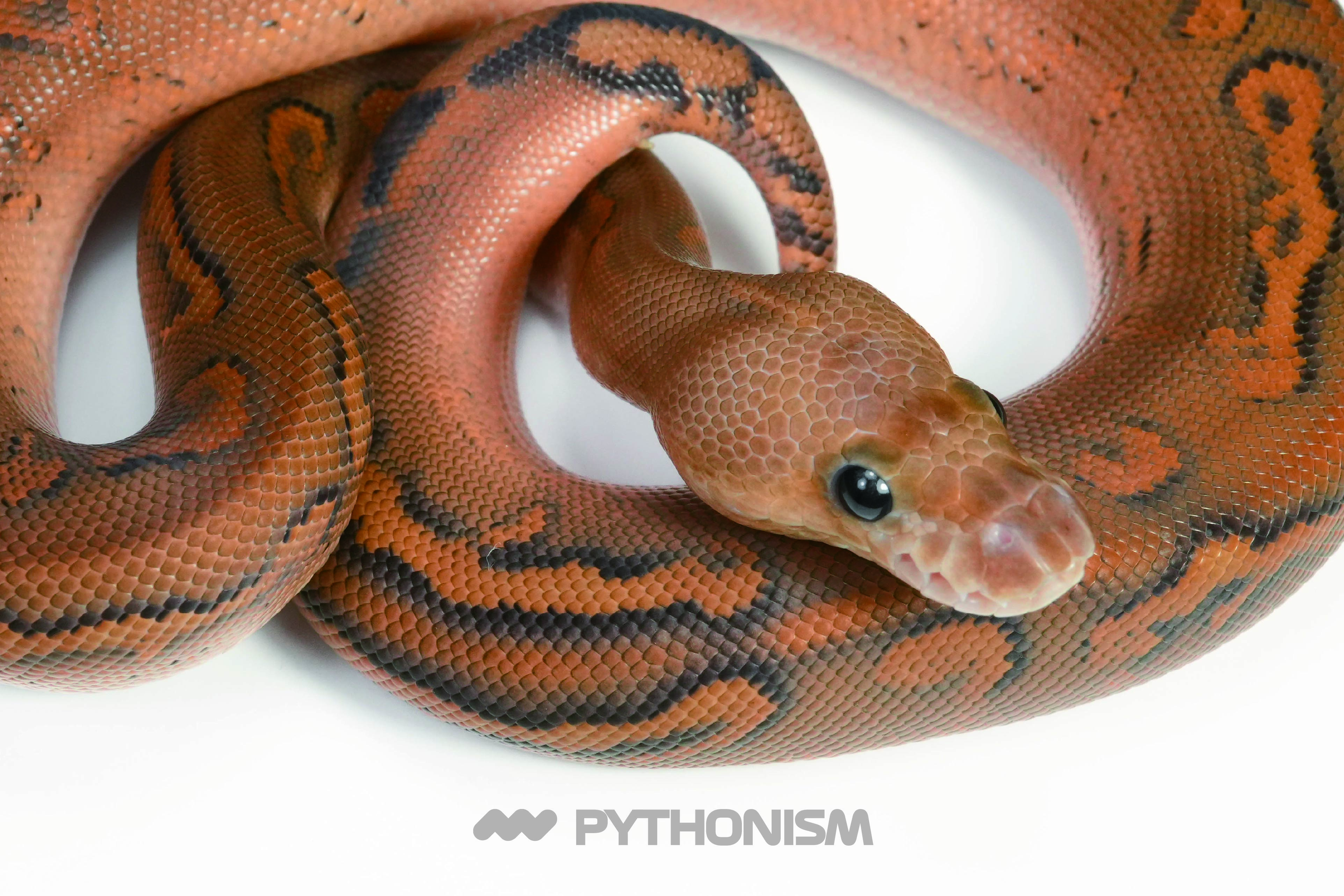 Black Pastel Wookie Spotnose Gravel Clown