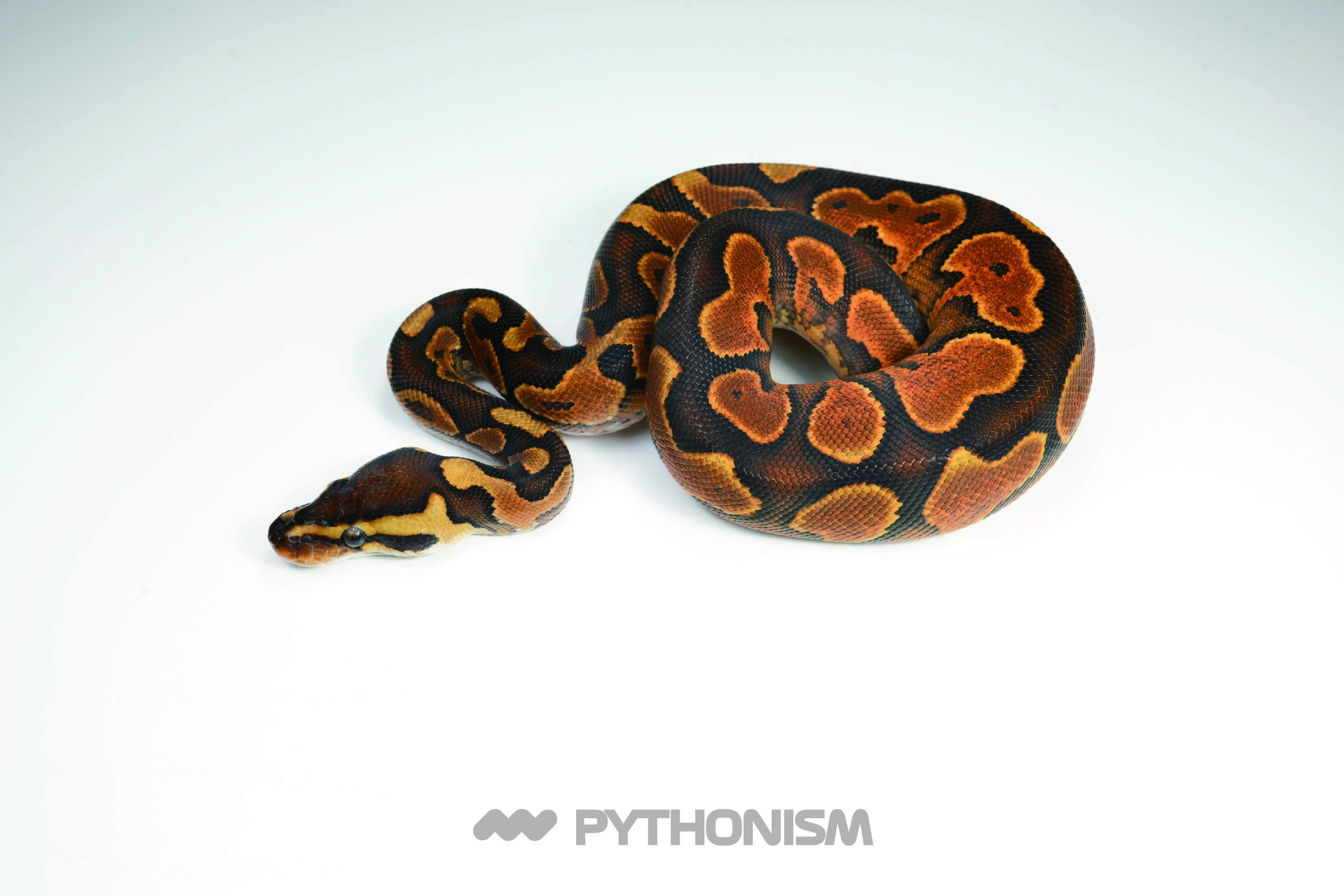 2025 Black Pastel Wookie Enchi Gravel het Clown or Cryptic - 1