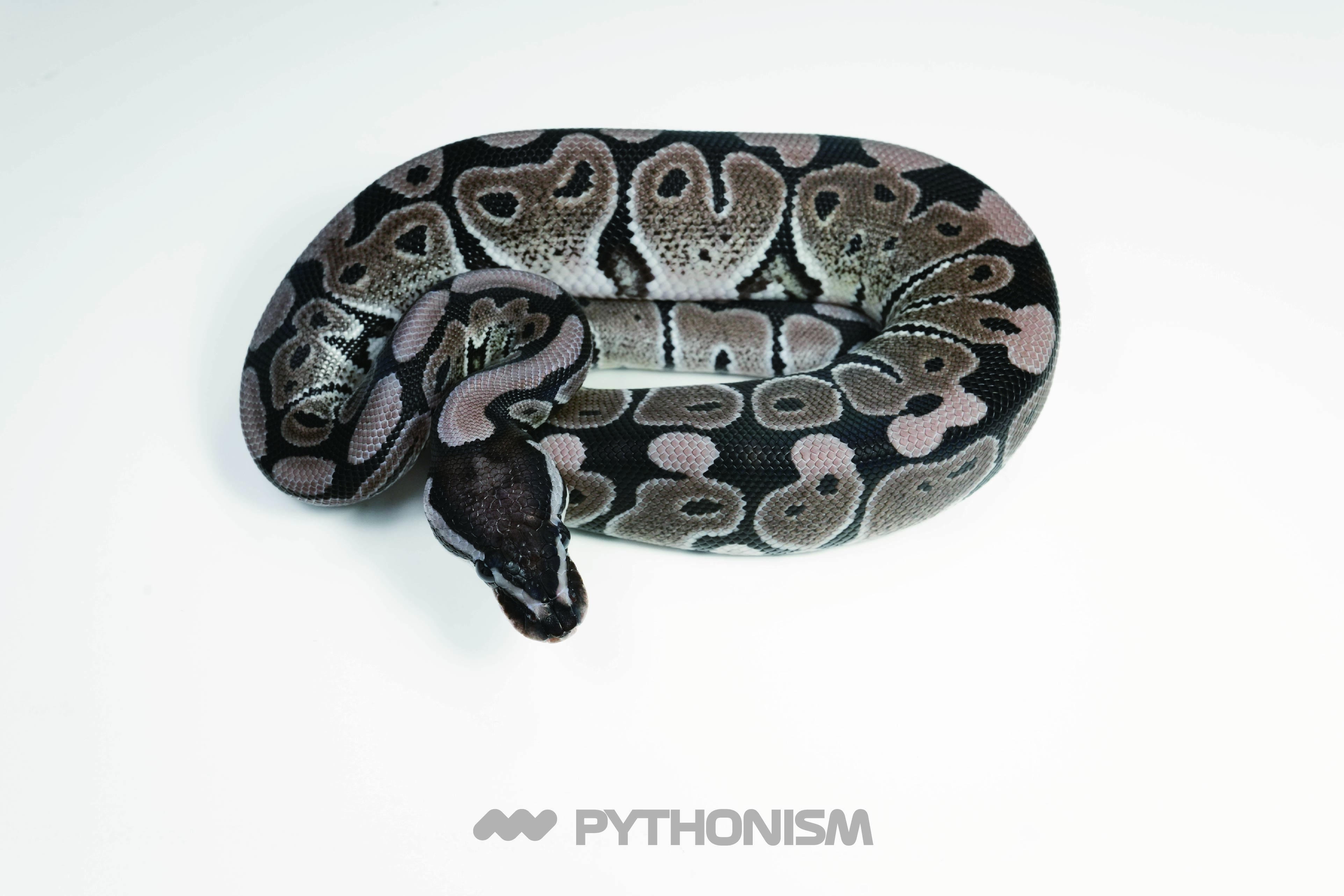 2025 VPI Axanthic het Clown - 1