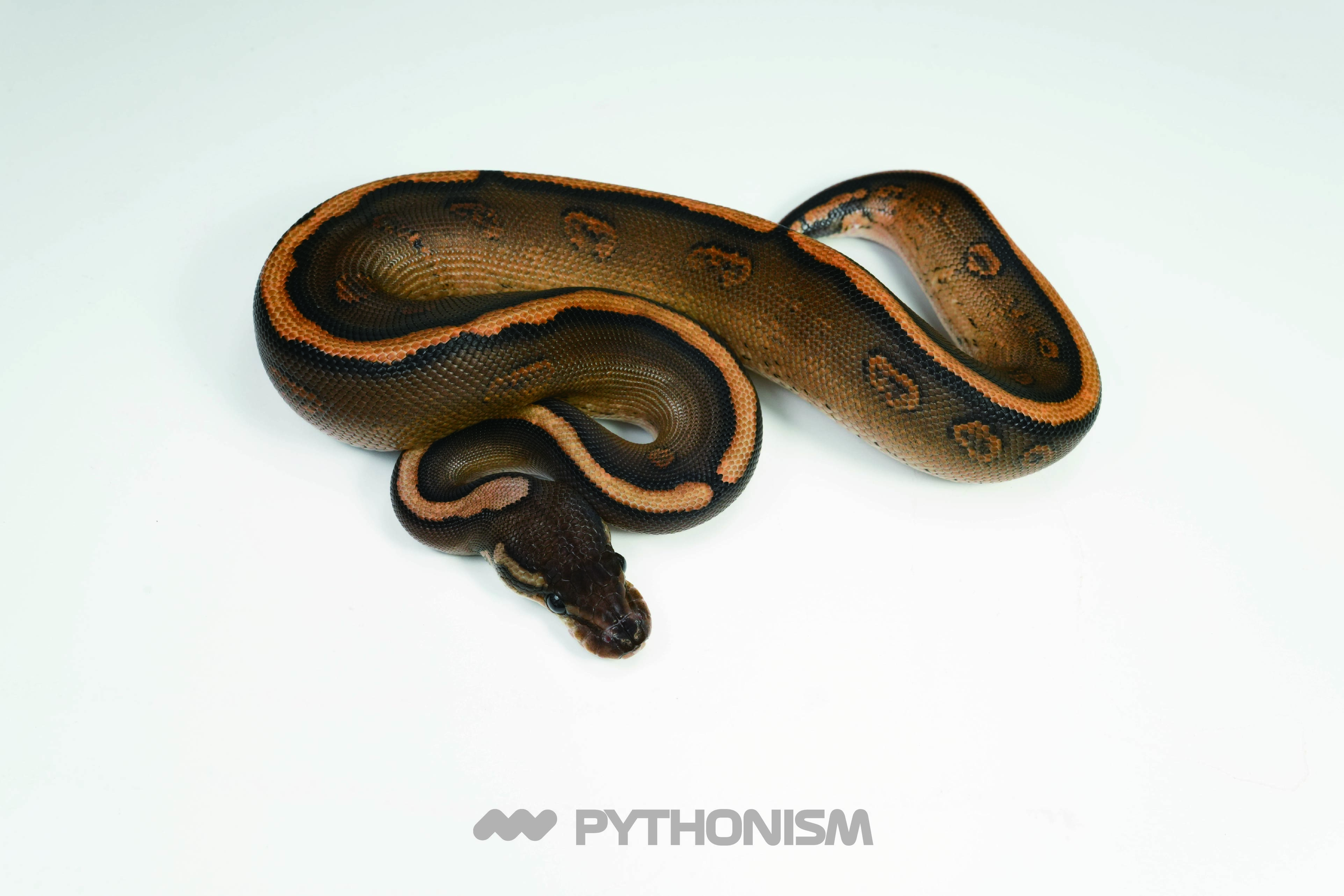 2025 Black Pastel RSYB 66% DH Clown Pied