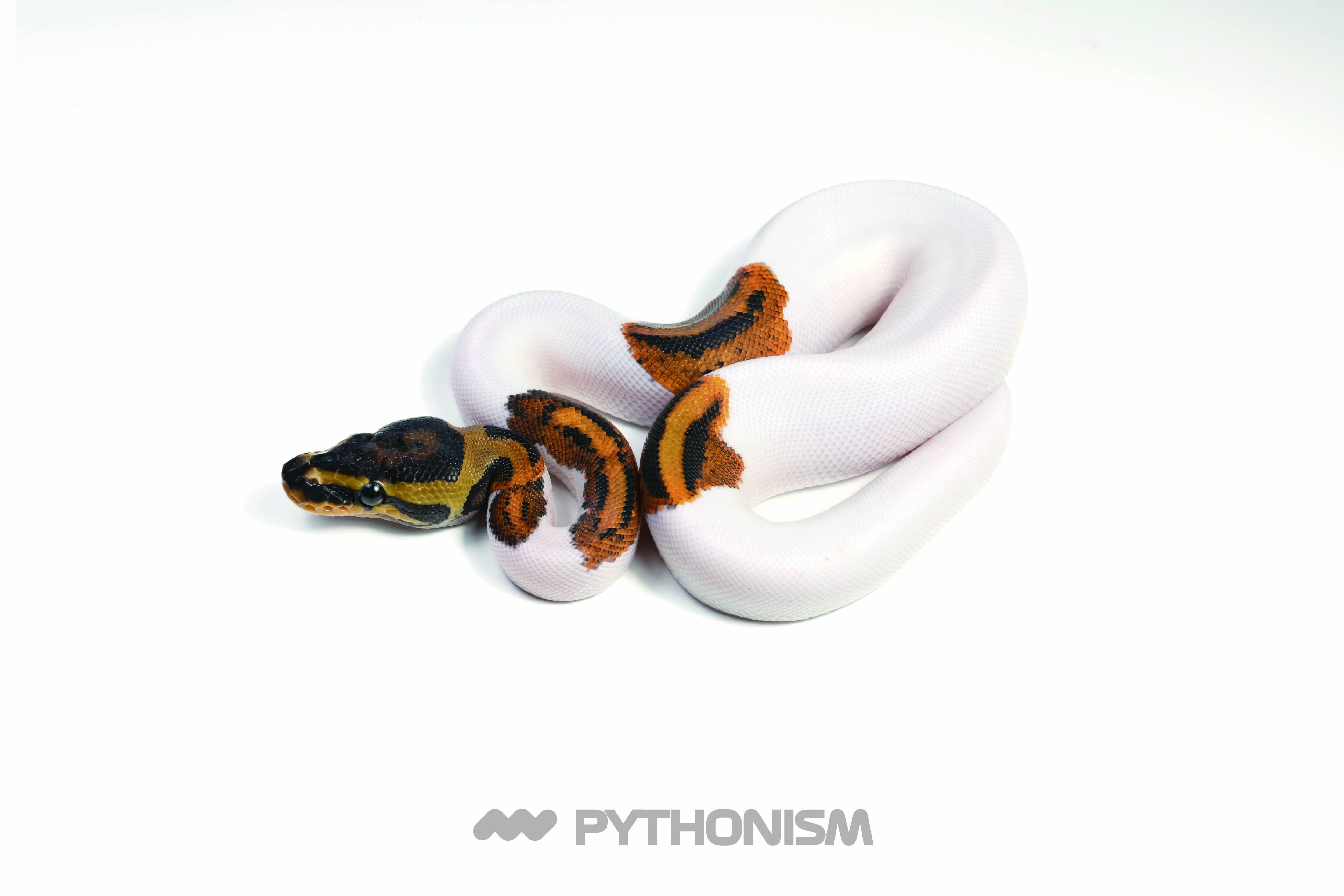 2025 YB Pied 50% het Clown female