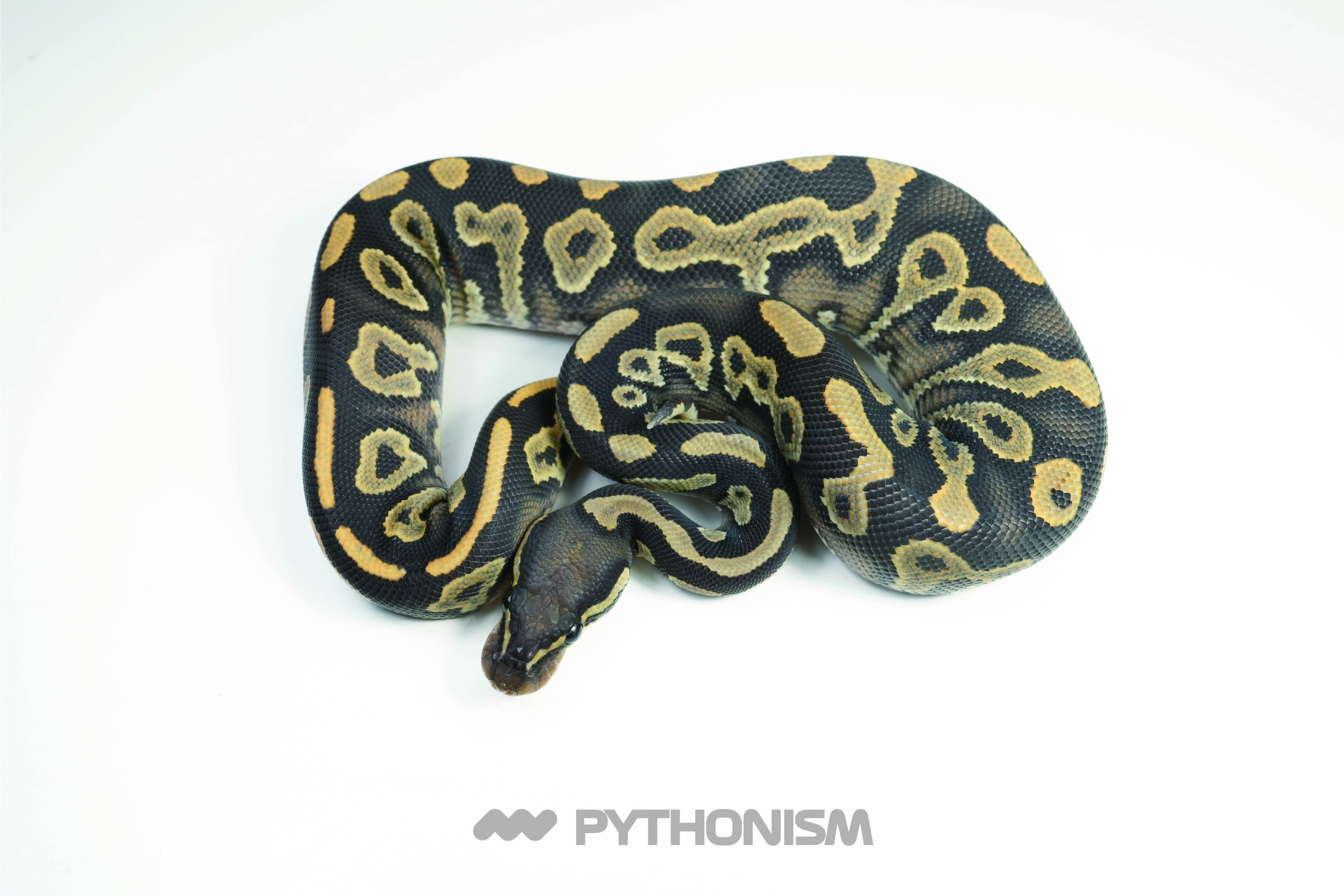 2025 Blackhead Hypo het DG  - 1