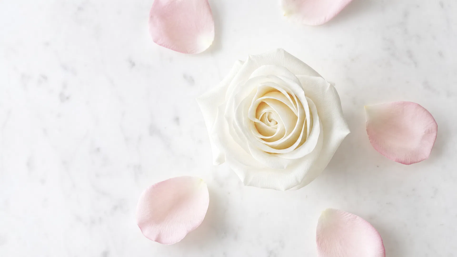 White rose on marble — Island I Do Bermuda