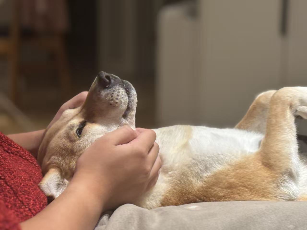 🐾 冬酿的第一篇日记：关于那个整天画弯弯曲曲线的人类