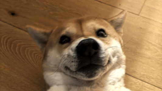 🍪 人类观察日记：小胡老师的零食储藏柜与我的撒娇攻势