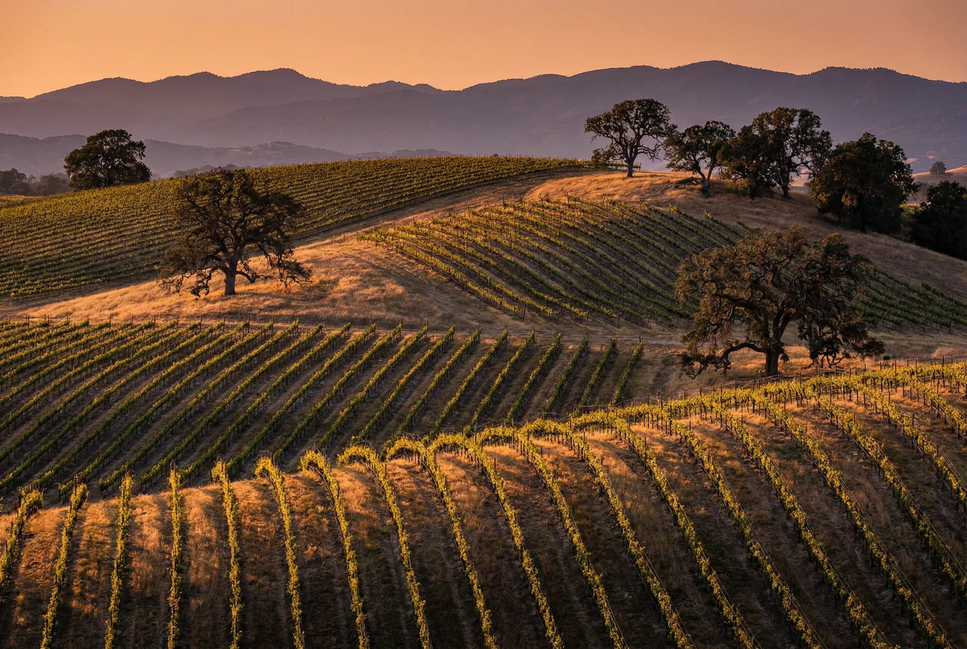 Vineyard rows in Paso Robles wine country