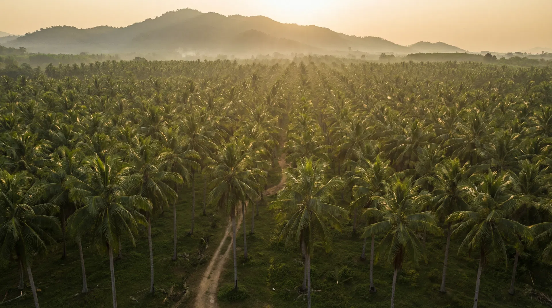 Thai Coconut Farm
