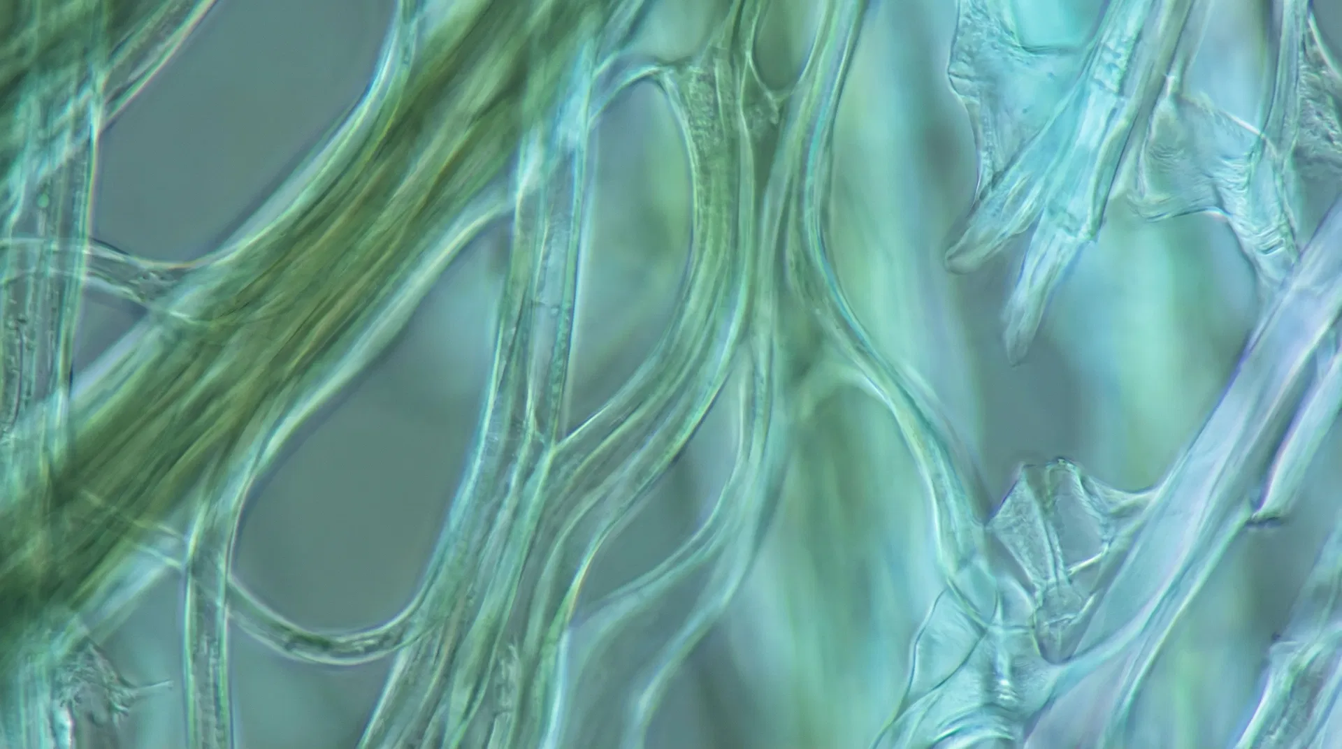 Polisakkarit Yapısı