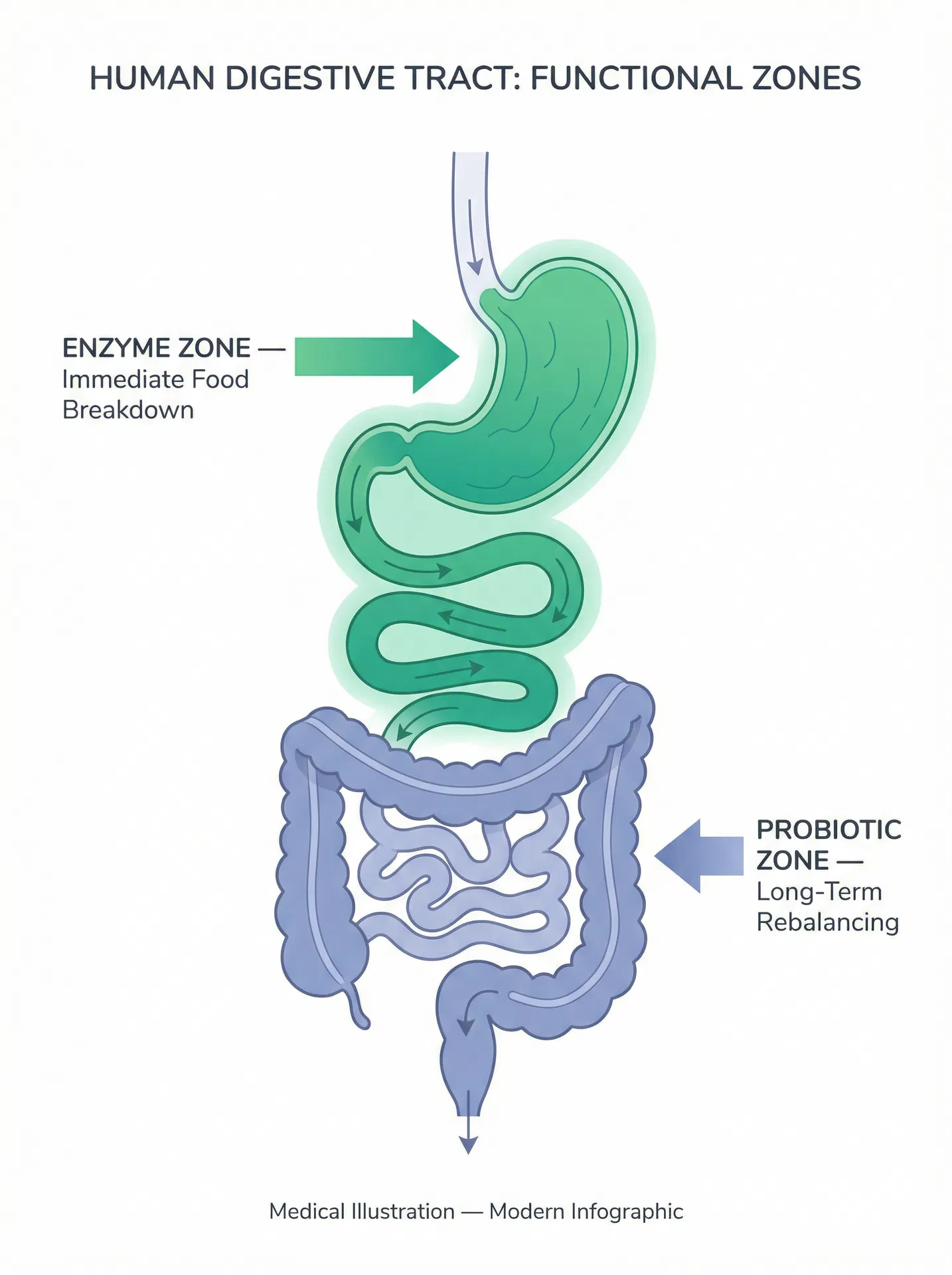 Digestive tract diagram showing Enzyme Zone vs Probiotic Zone