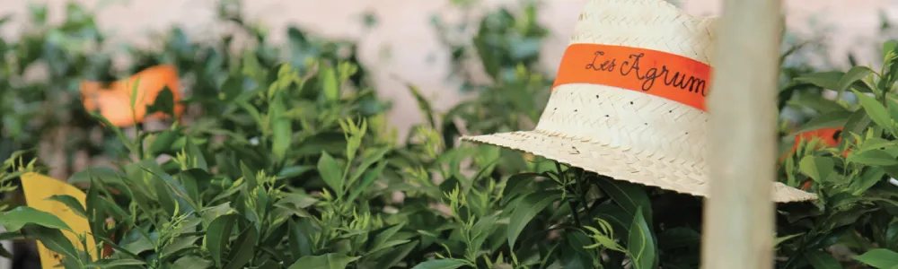 LES AGRUMES EN FÊTE - Photo 1