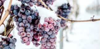 Événement VinSocialClub au Marcande (Gaillac, Tonnerre, Chemin Gourmand de Nuits-Saint-Georges) - Photo 4
