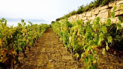 Fête du Millésime de Bandol - Photo 4