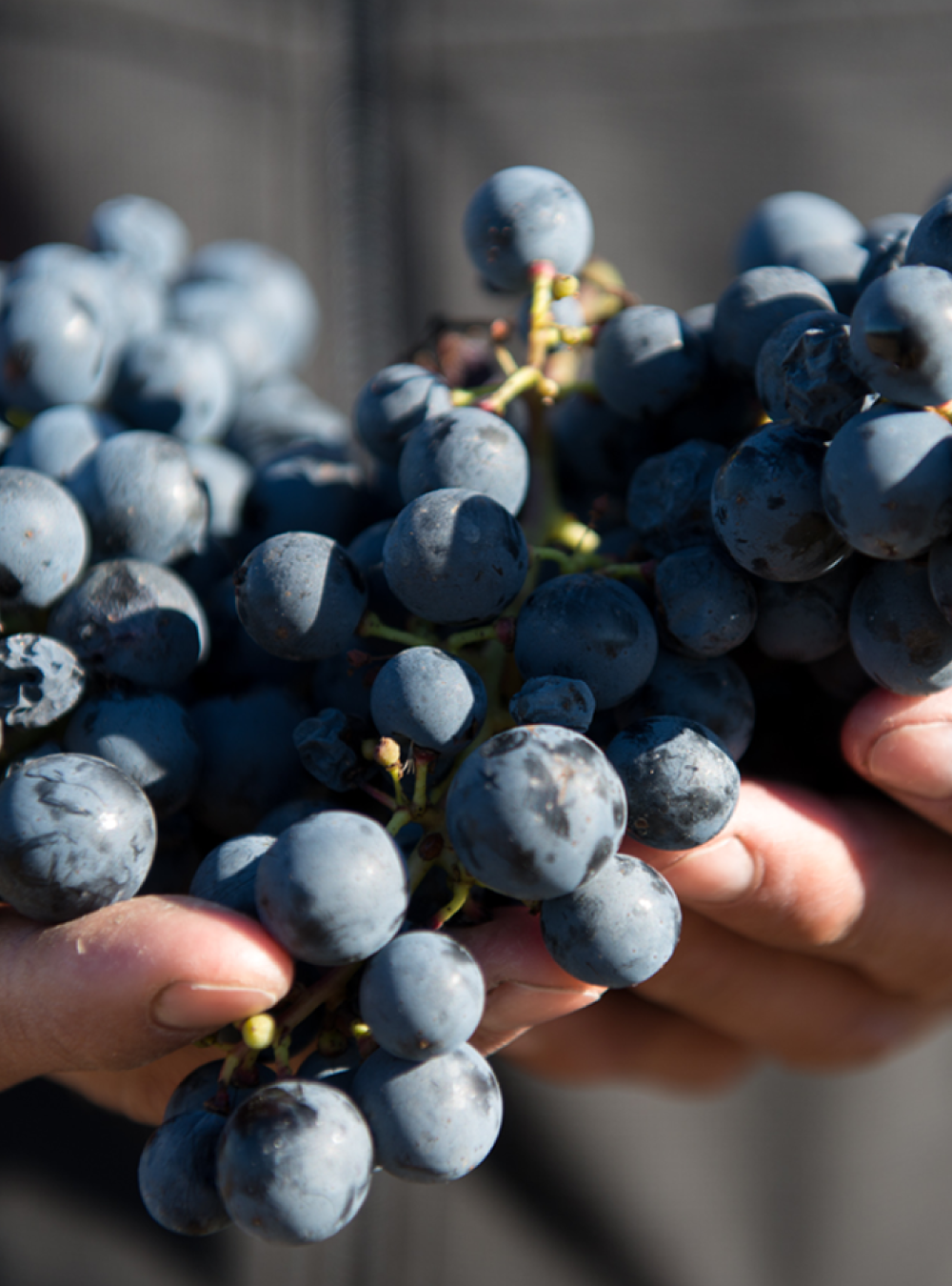 Fête du Vin de Cahors