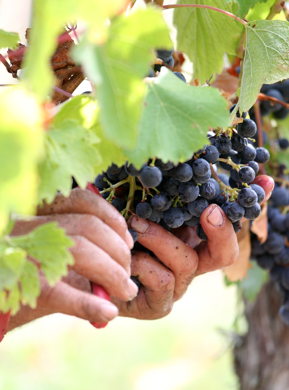 Fête du Vin de Cahors - Photo 2
