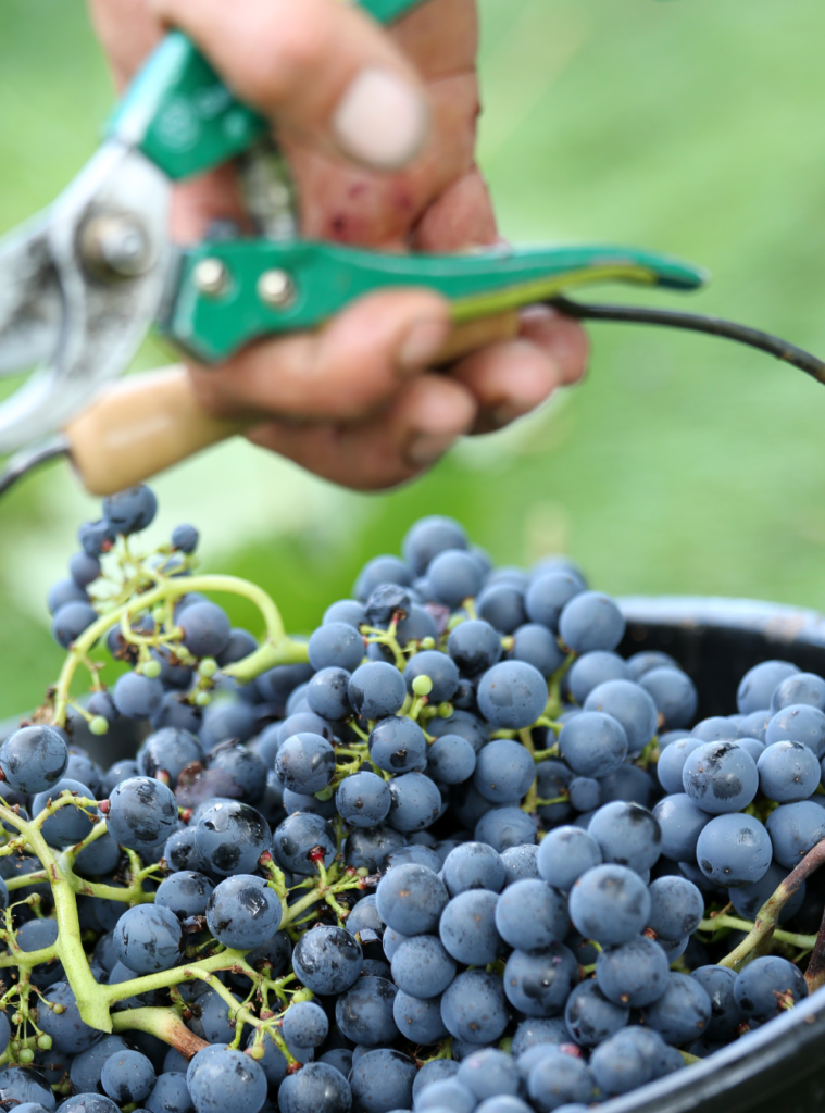 Fête du Vin de Cahors - Photo 3