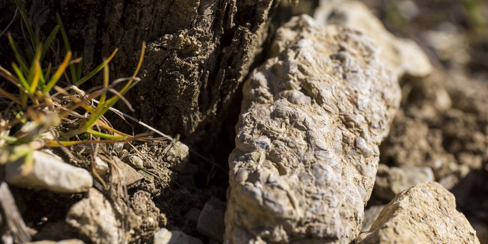 Fête des Vins de Chablis - Photo 3