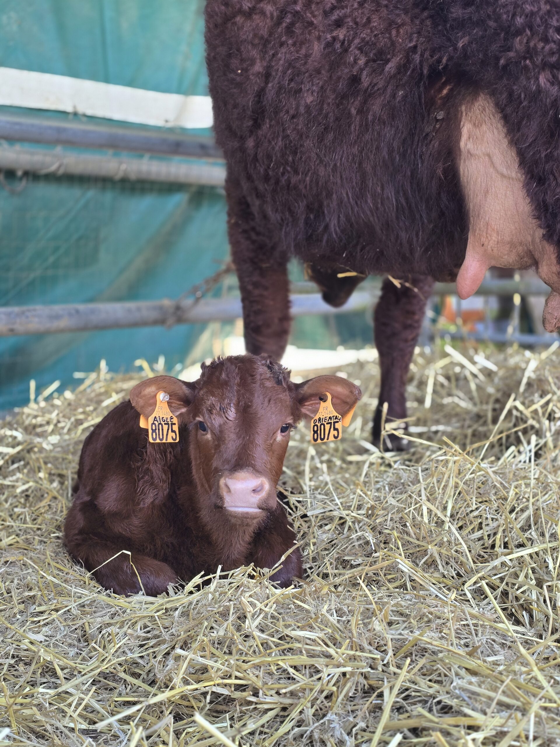 Foire aux Fromages et aux Vins de Coulommiers