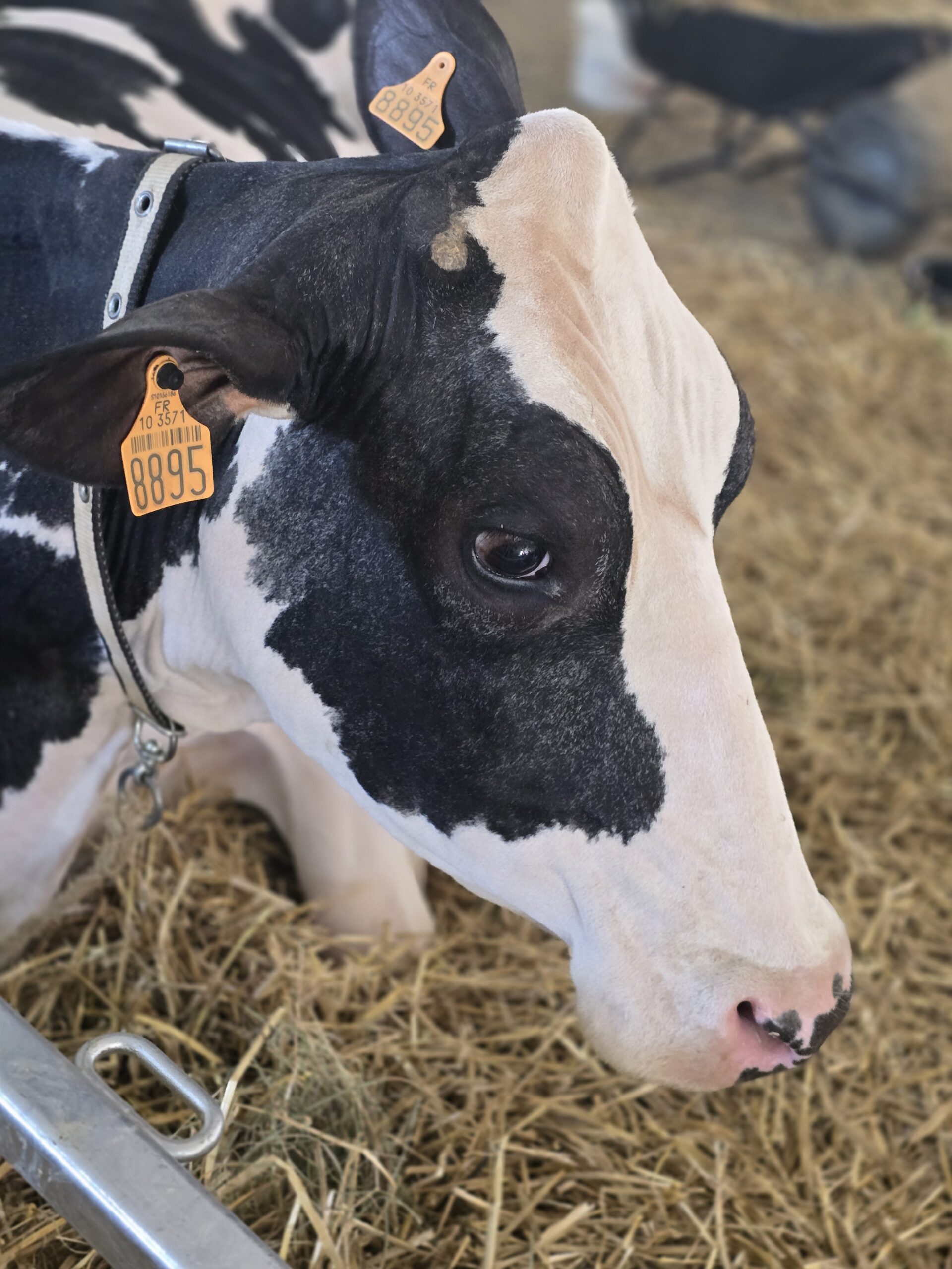 Foire aux Fromages et aux Vins de Coulommiers - Photo 2