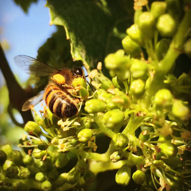 Hopwine - Le salon mondial des vins et spiritueux - Photo 5