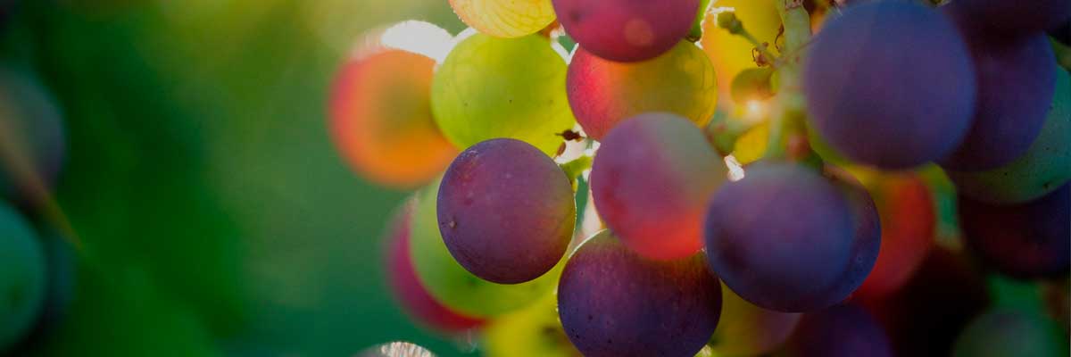 Salon oenolittéraire