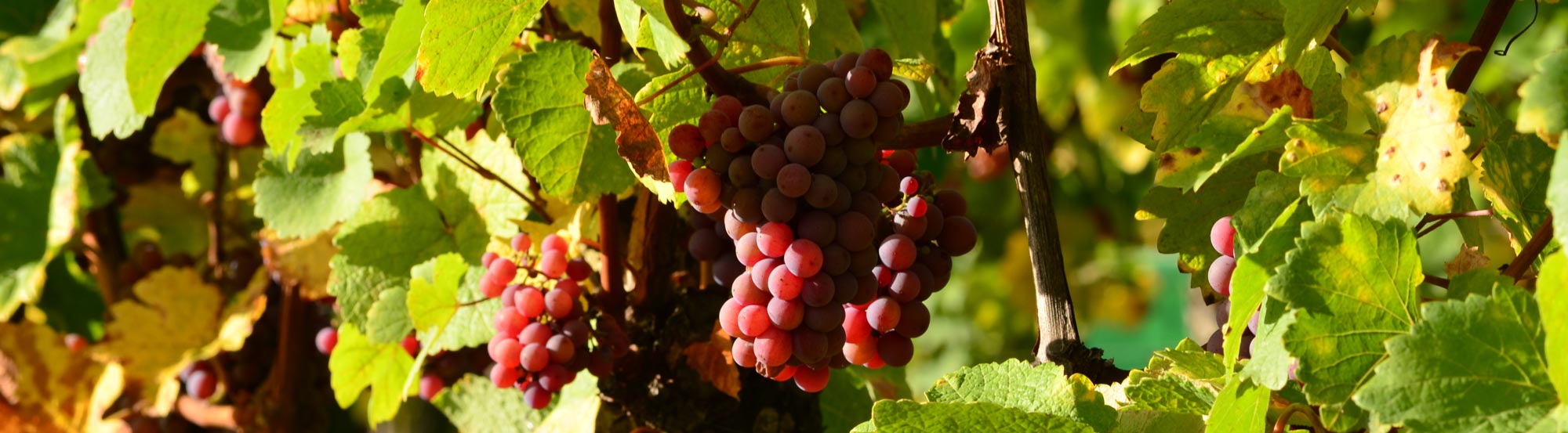 SALON DE PAQUES à Soufflenheim - Vin Boehler - Photo 2