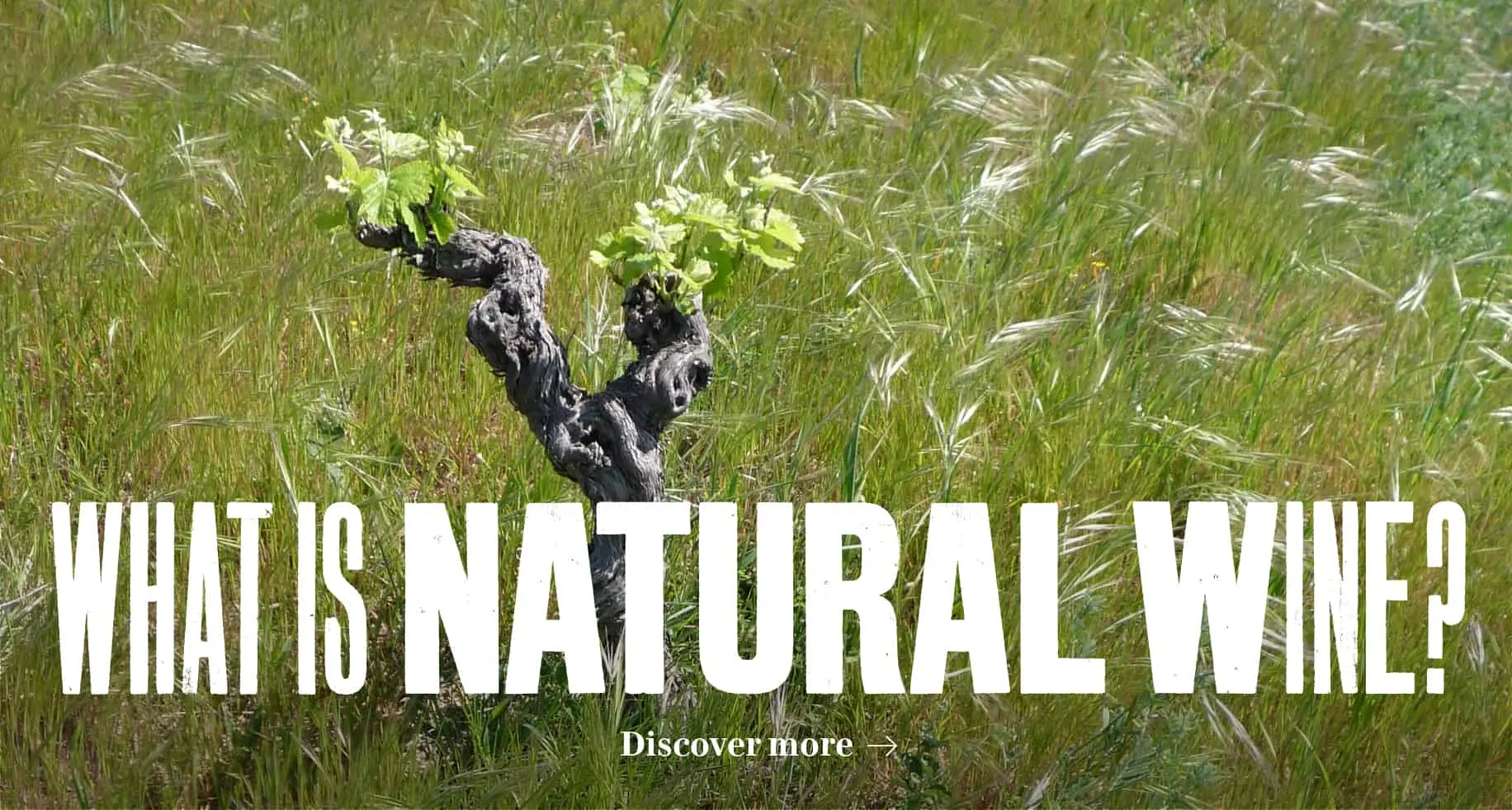 Raw Wine Paris - Photo 3