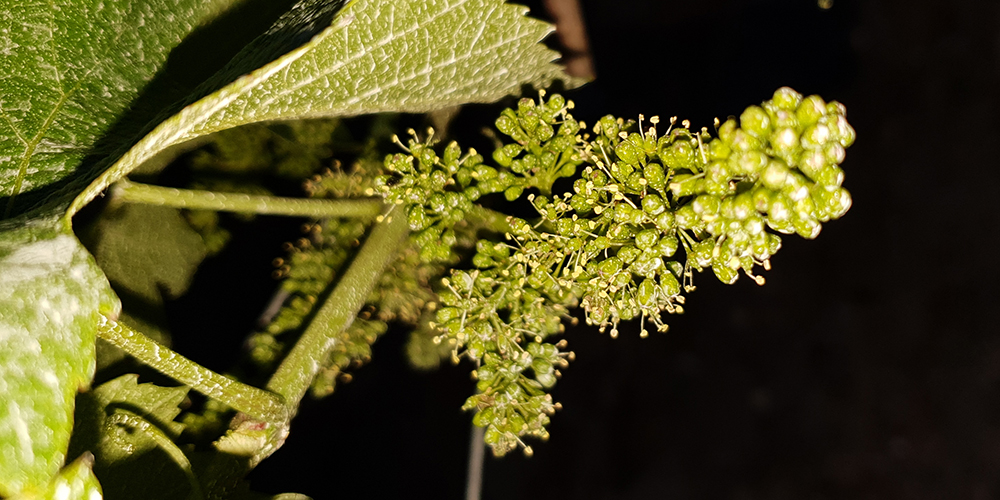 La Rencontre Vigneronne Epicurvins - Photo 2