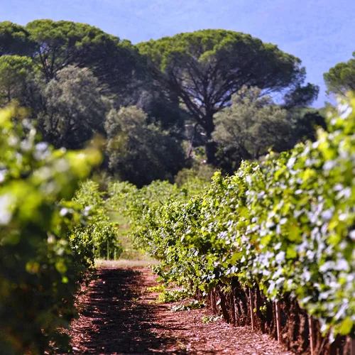 Salon des Vins de Provence à Brignoles - Photo 2
