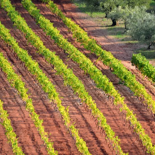 Salon des Vins de Provence à Brignoles - Photo 4