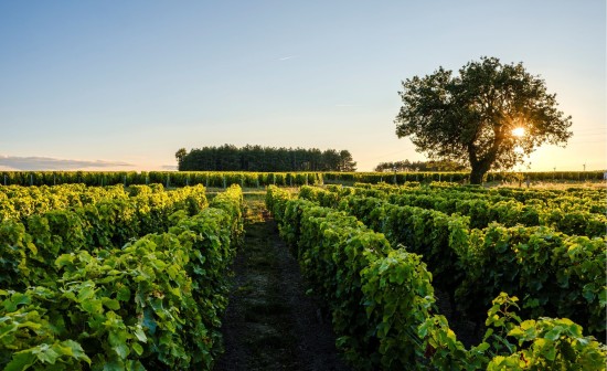 Salon des Vins de Sancerre - Photo 3