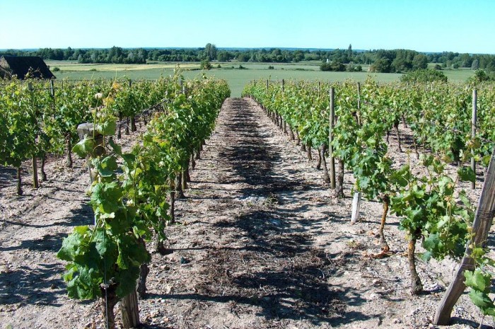 Salon des Vins de Saumur - Photo 2