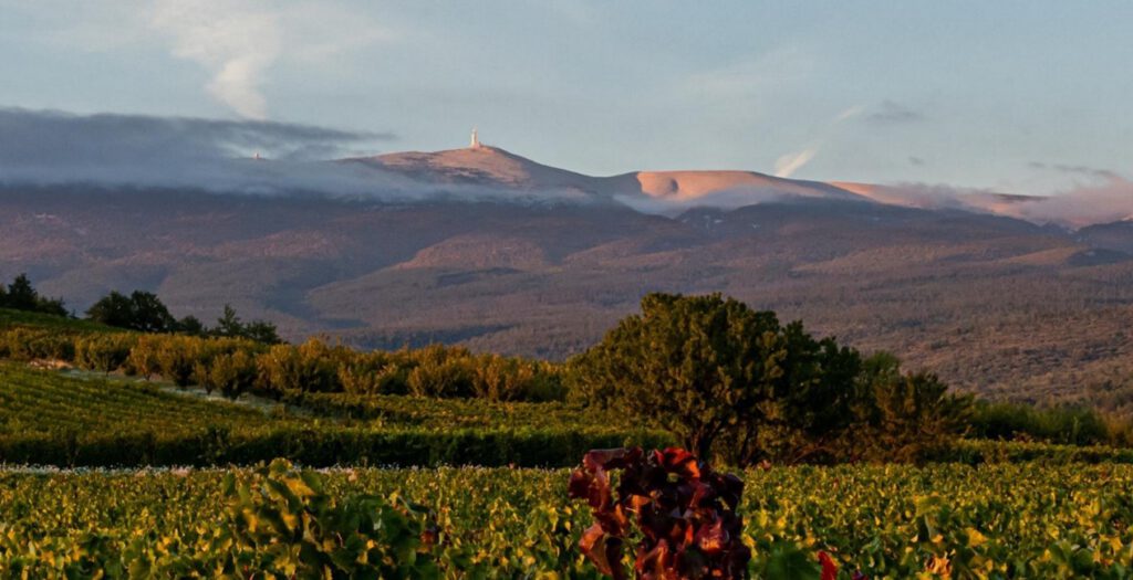 Salon des Vignerons - Photo 3